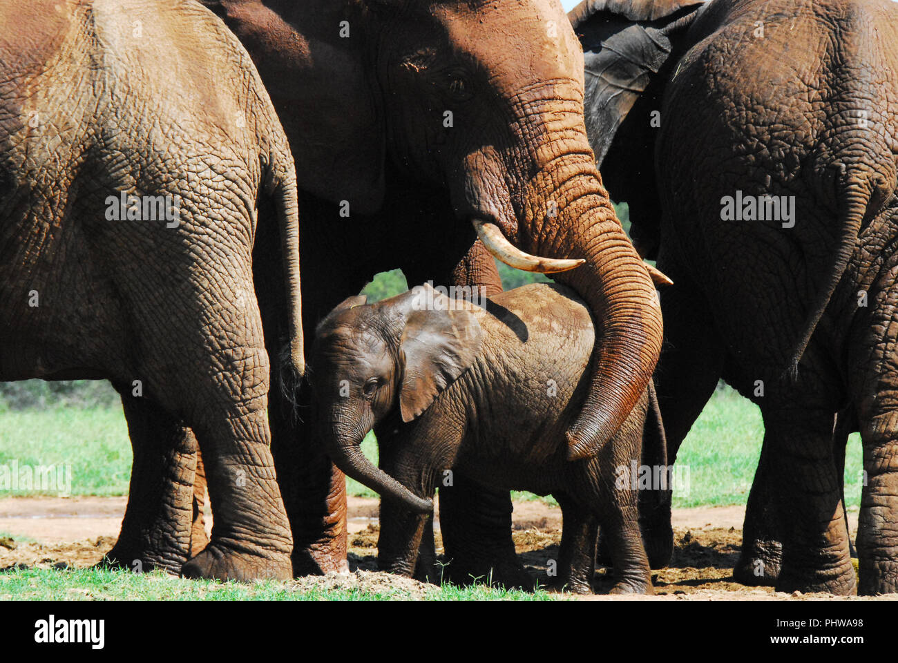 Nahaufnahme von einer Herde von Elefanten mit einer Mutter schützen, oder Zuneigung zu ihr Kalb durch ihren Koffer, um ein Umwickeln. Am ADDO E fotografiert. Stockfoto