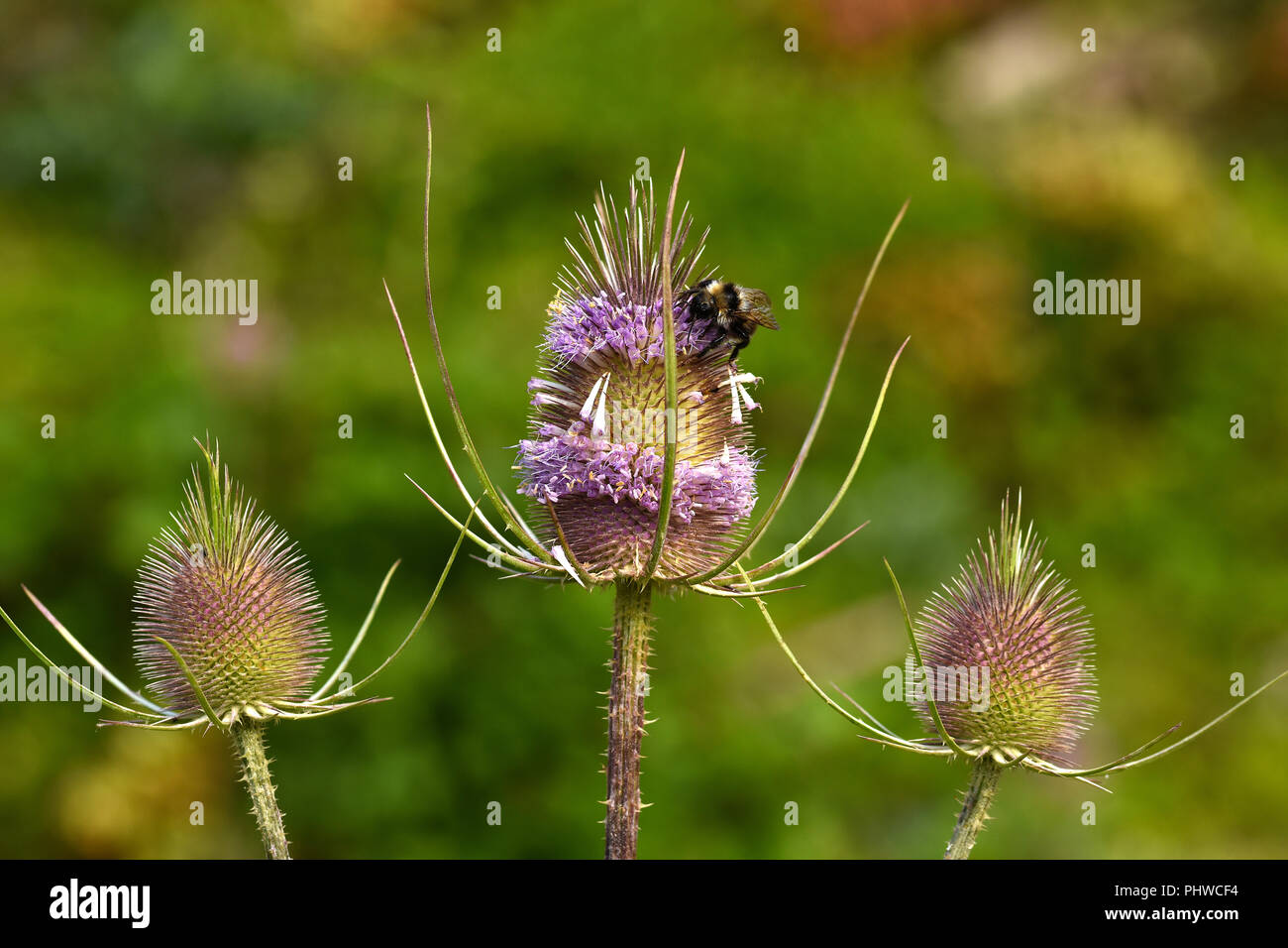 Fuller's Karde, Wilde Karde, Stockfoto