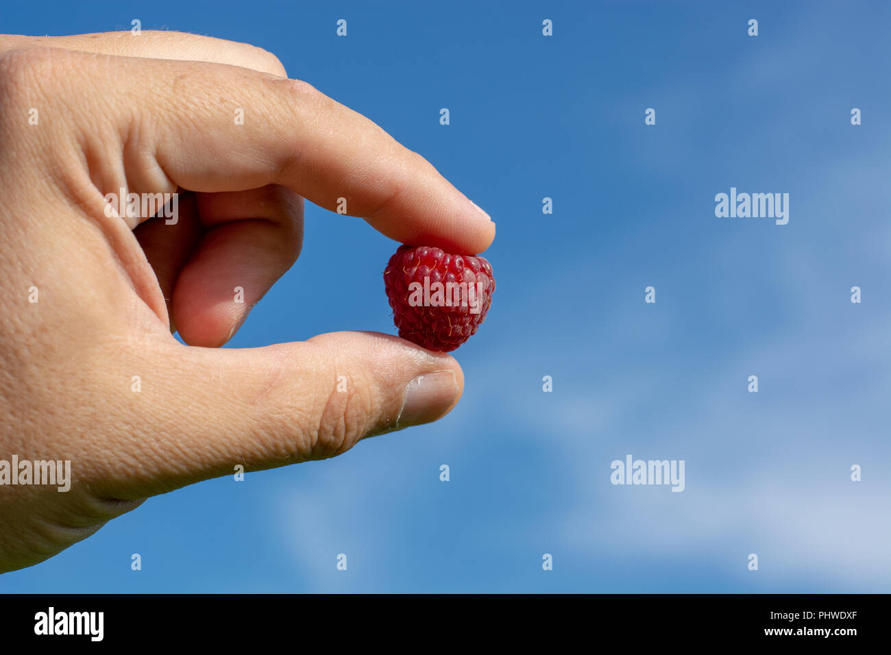 Himbeeren pflücken. Männliche Hände sammeln organische Himbeeren. Stockfoto