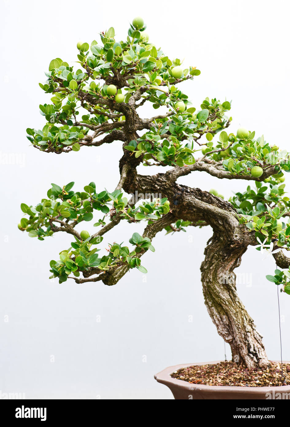 Traditionelle Bonsai Baum, japanische Kunstform mit Bumen in Containern an  regnerischen Tag im Botanischen Garten Stockfotografie - Alamy
