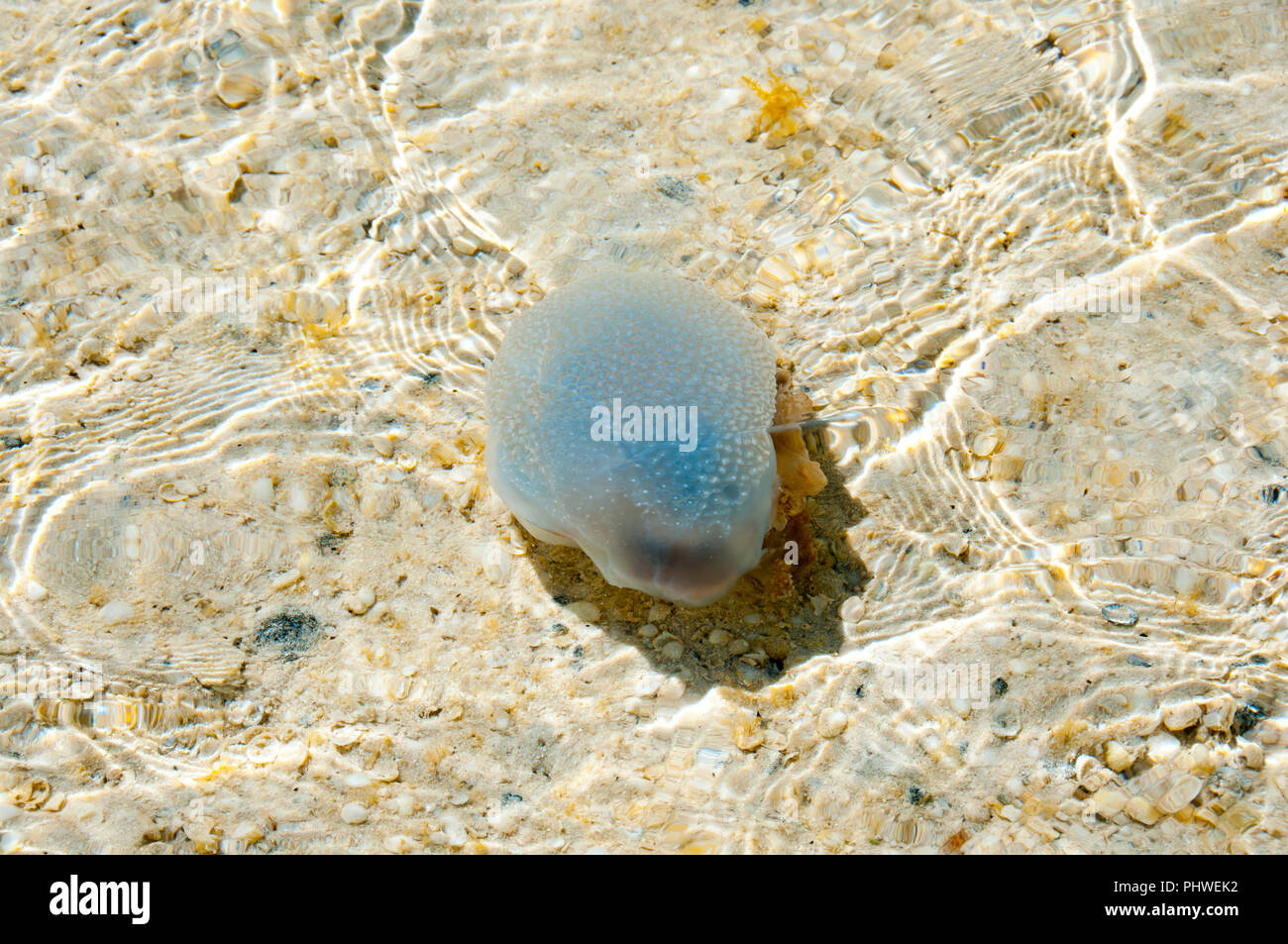 Quallen auf Shell Beach-Western Australia Stockfoto