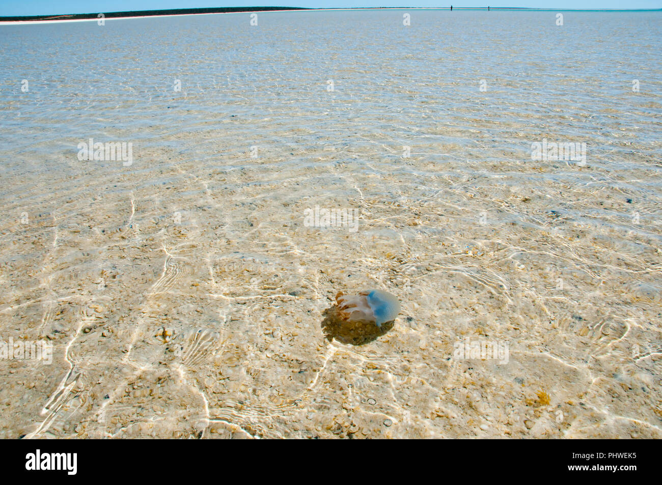 Quallen auf Shell Beach-Western Australia Stockfoto
