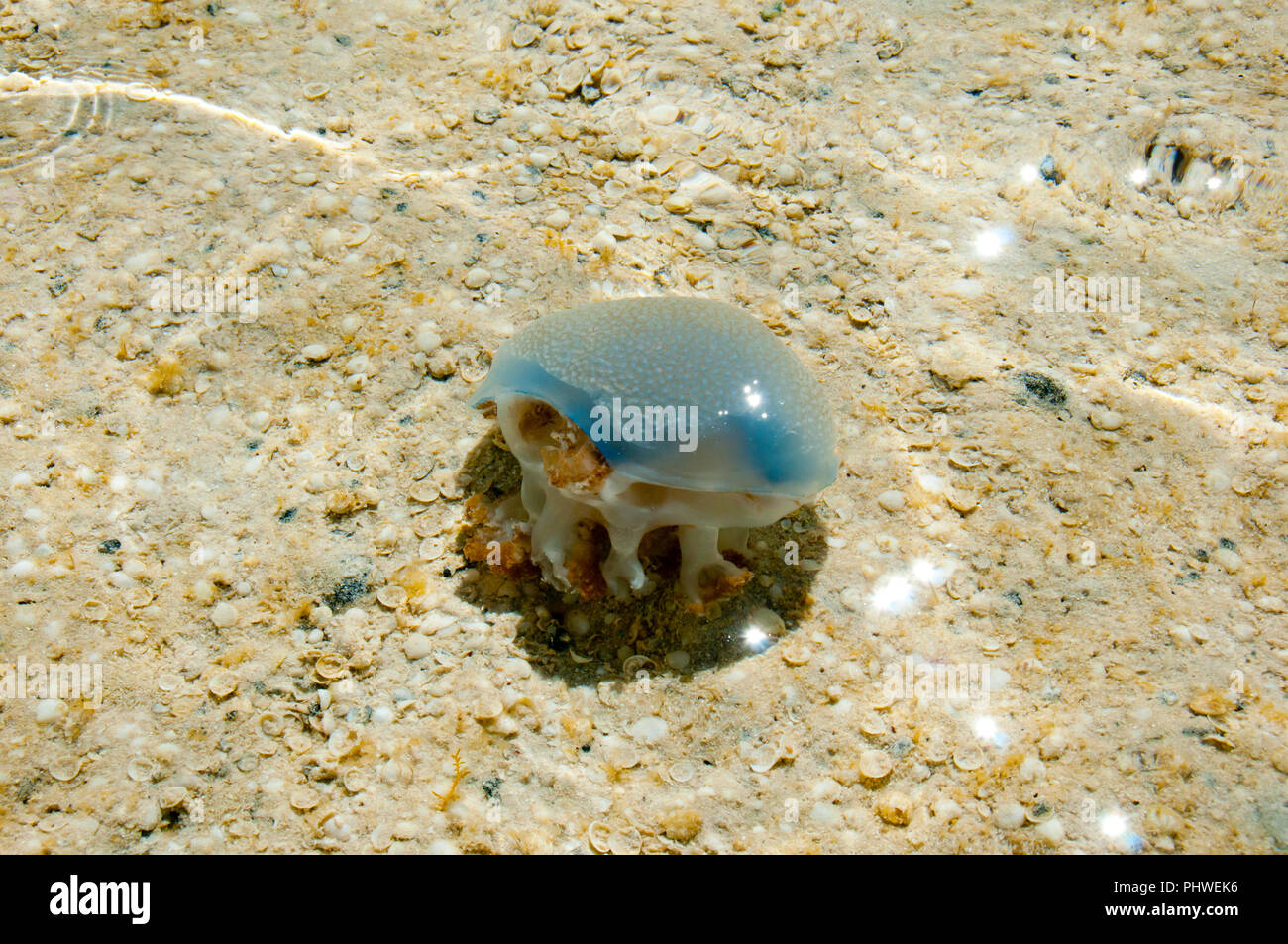 Quallen auf Shell Beach-Western Australia Stockfoto
