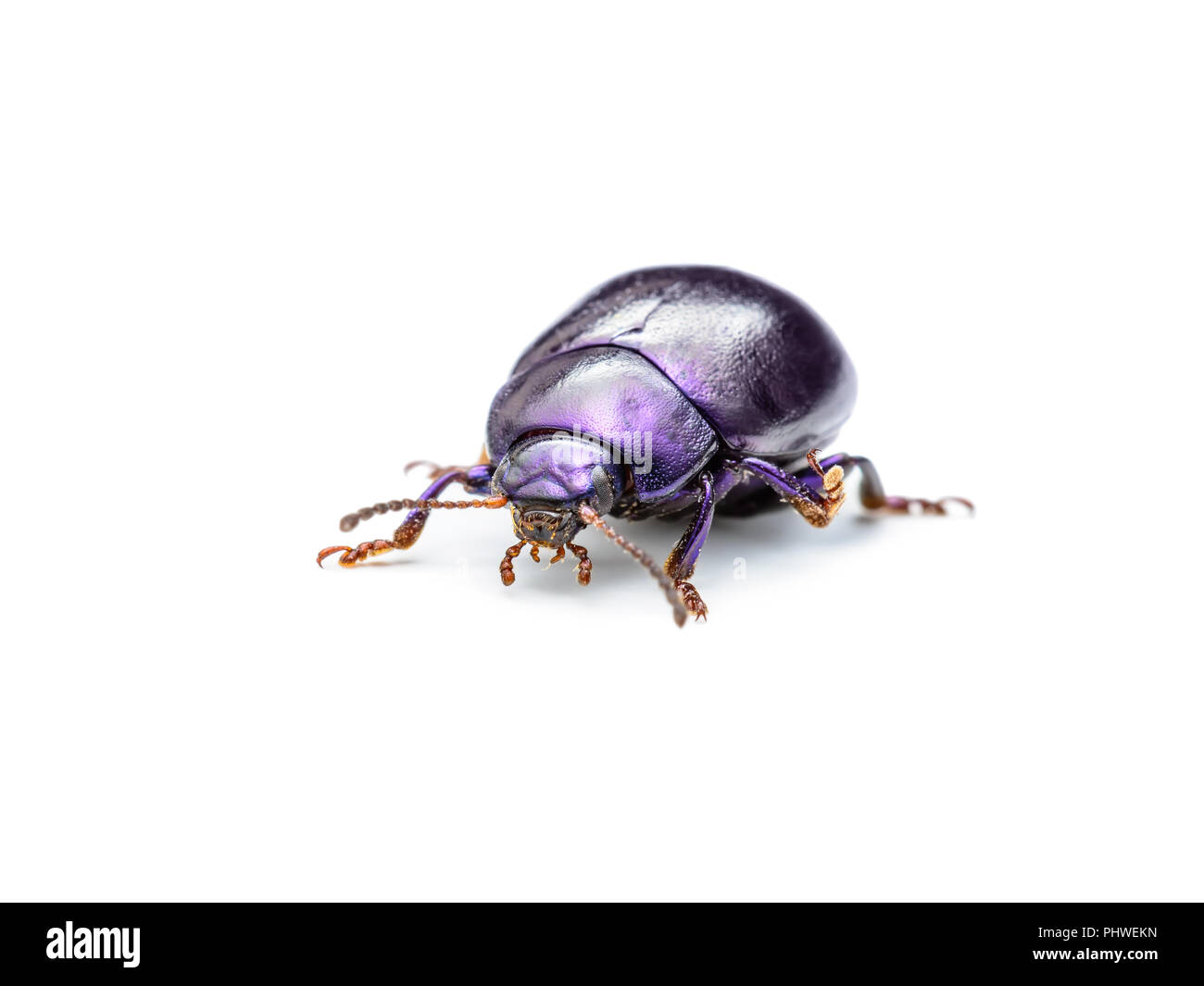 Chrysolina Coerulans Blau Mint Leaf käfer insekt Makro isoliert auf weißem Stockfoto