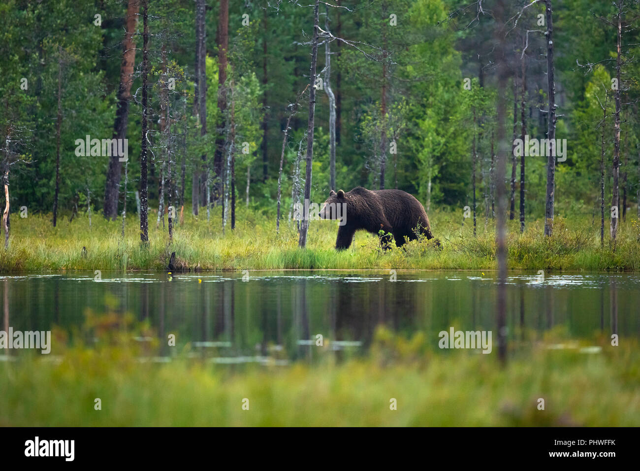 Erwachsene, groß, Braunbären Spaziergang im Wald Stockfoto
