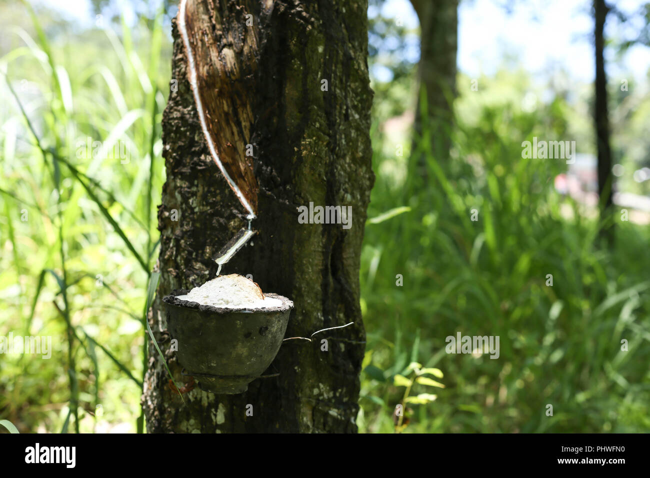 Milch sammeln -Fotos und -Bildmaterial in hoher Auflösung – Alamy