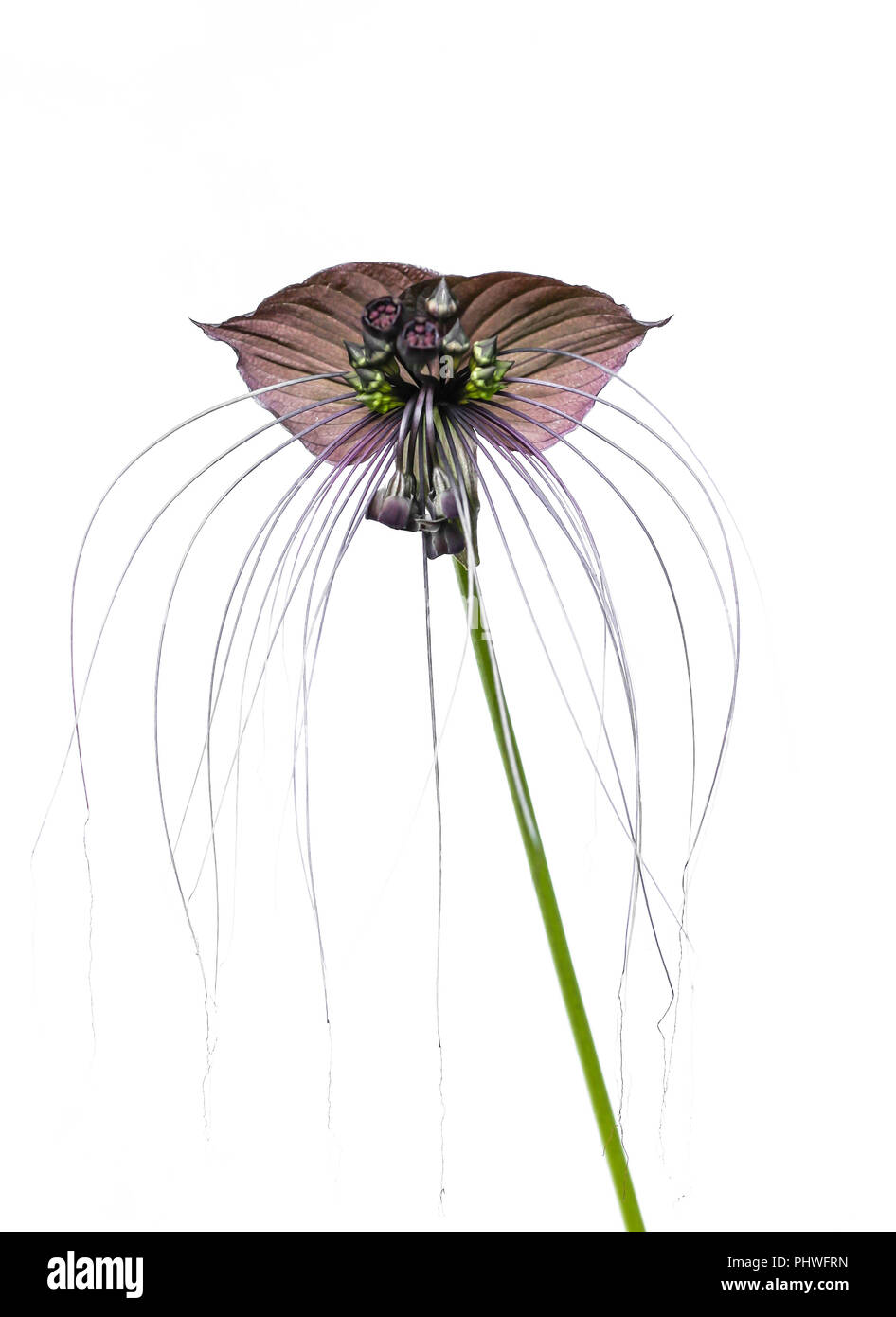 Tacca chantieri var macrantha, schwarz bat Blume isoliert Stockfoto