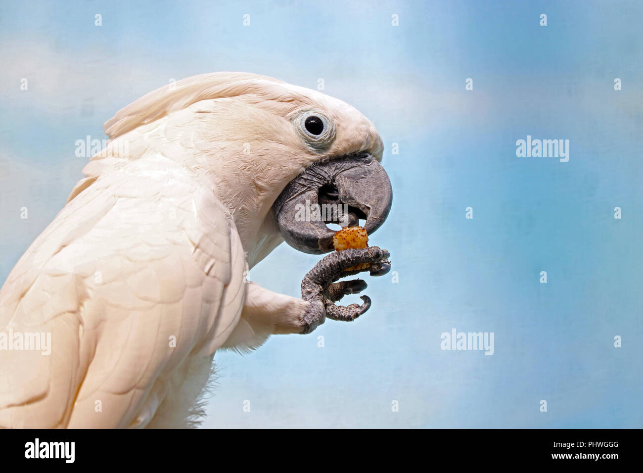 Weiße Kakadus (cacatua alba) halten ein Stück Nahrung in der Klaue Stockfoto