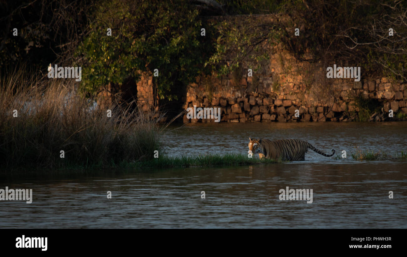 Tiger im Wasser Körper während der Goldenen Stunde Stockfoto
