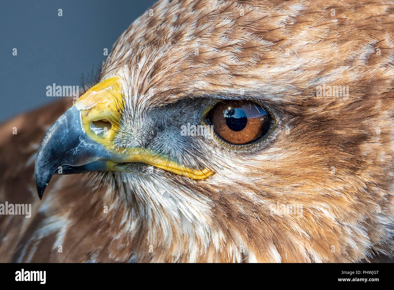 Raptor. Raubvogel. Mäusebussard. Stockfoto