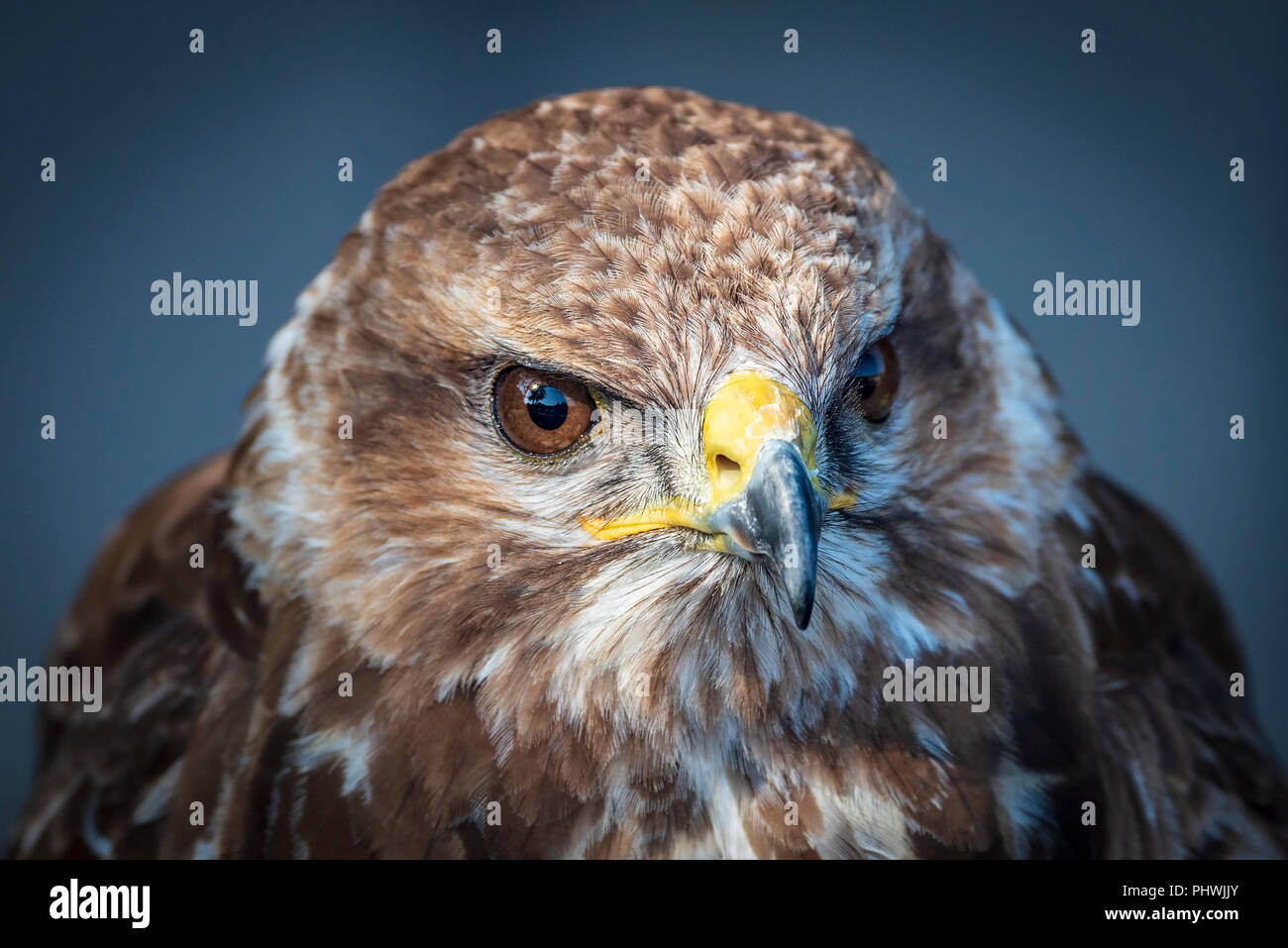 Raptor. Raubvogel. Mäusebussard. Stockfoto