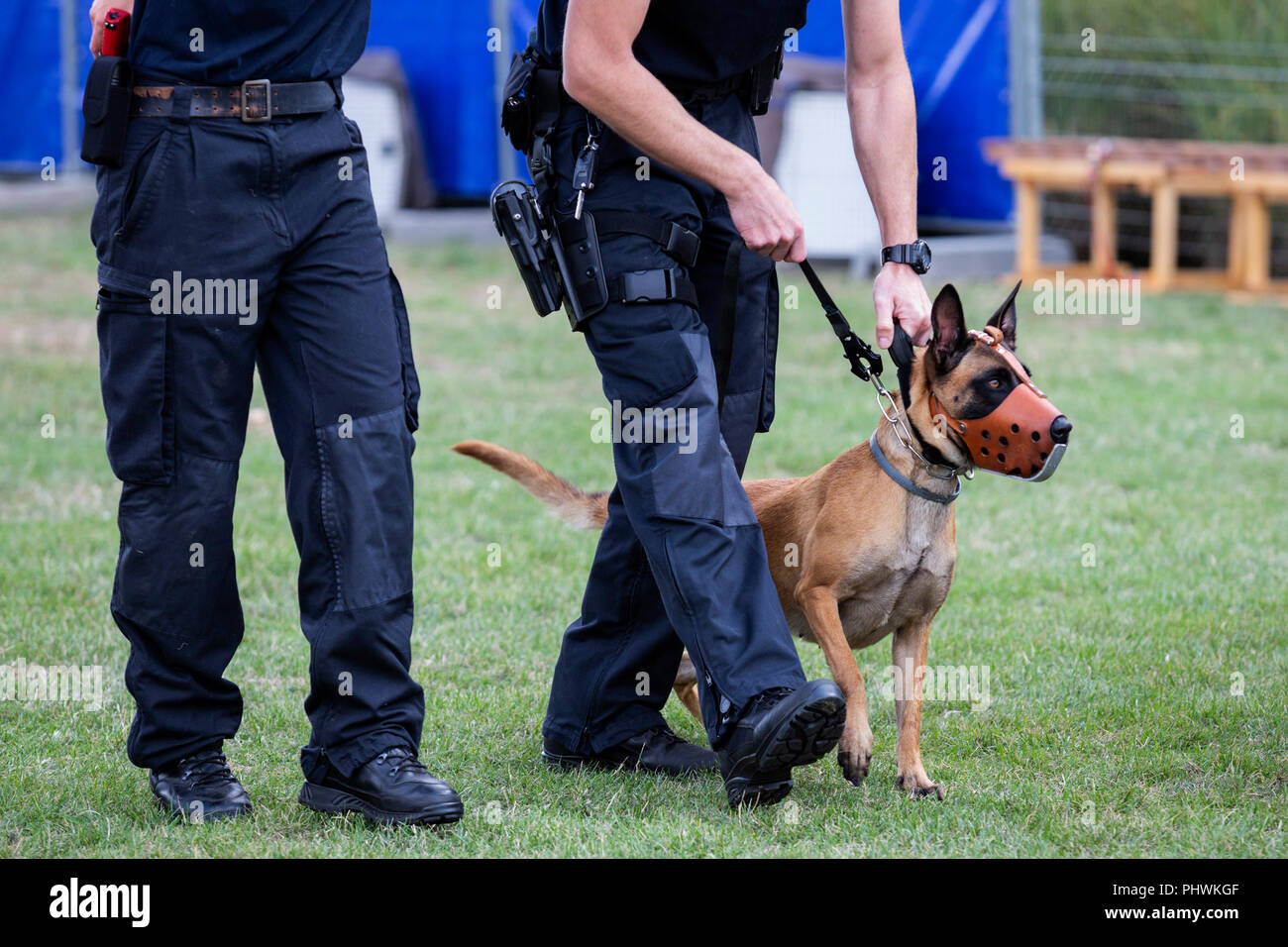 Malinois Hund, Belgische Schäfer mit Hundeführer, K-9 Einheit der Essener Polizei, NRW-Tag, NRW-Tag, wird in Essen, Ruhrgebiet, Deutschland gefeiert Stockfoto
