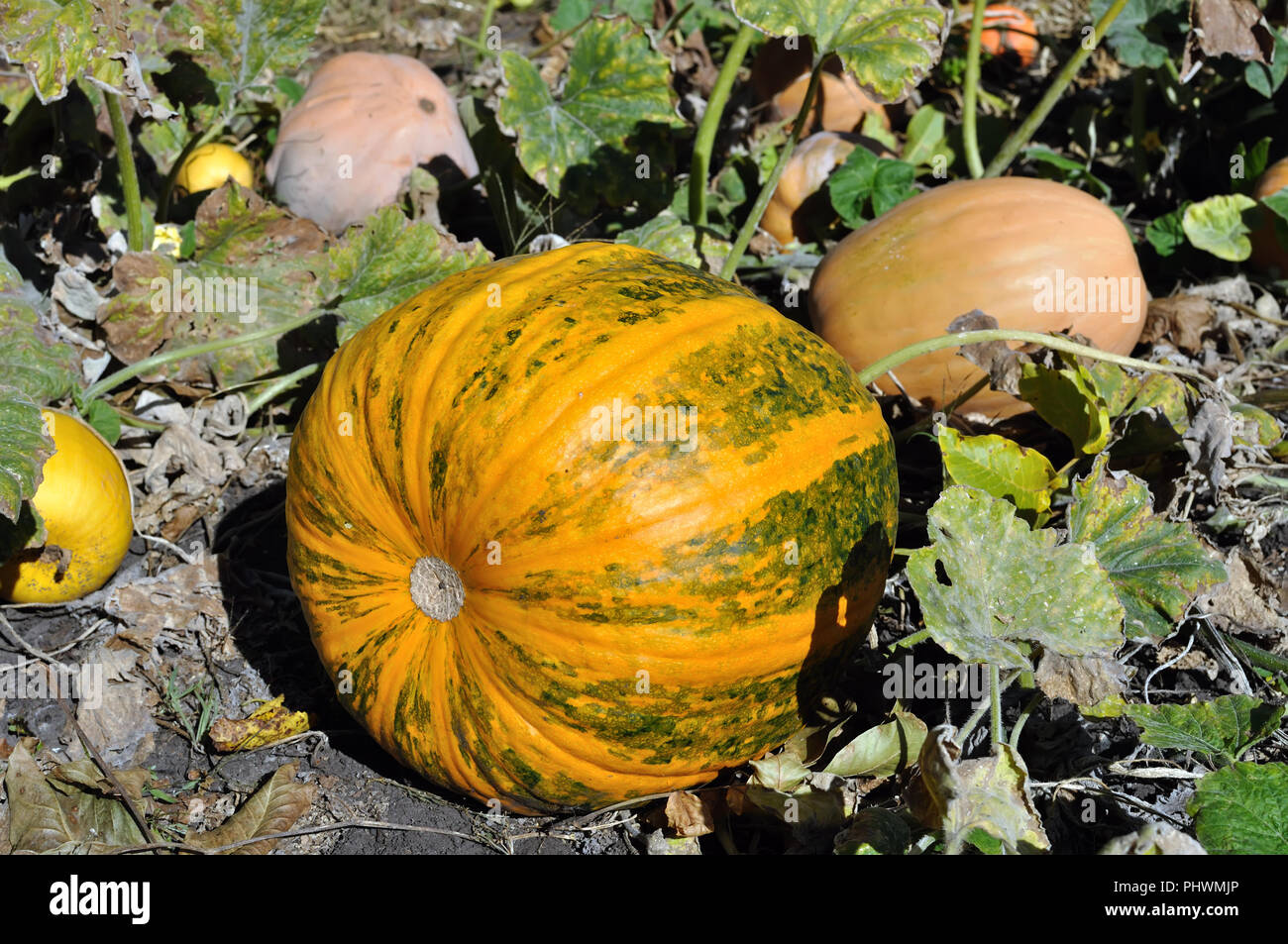 In der Nähe der verschiedenen Arten von Reife Kürbisse in der