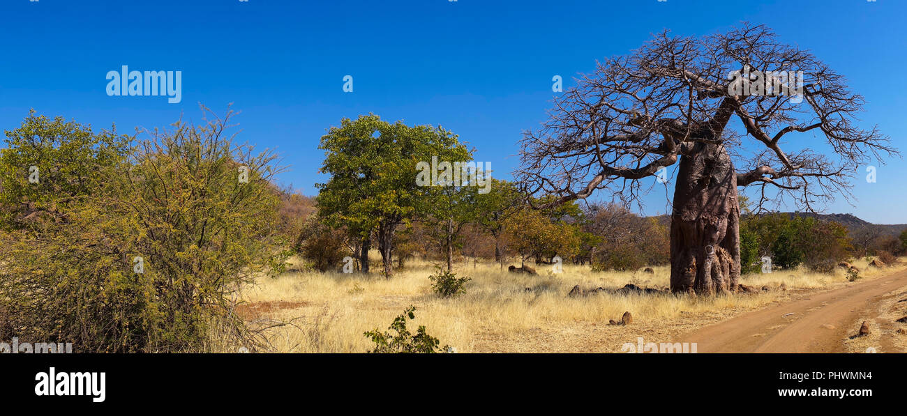 Baobab Baum im Busch, Cunene Provinz, Oncocua, Angola Stockfoto