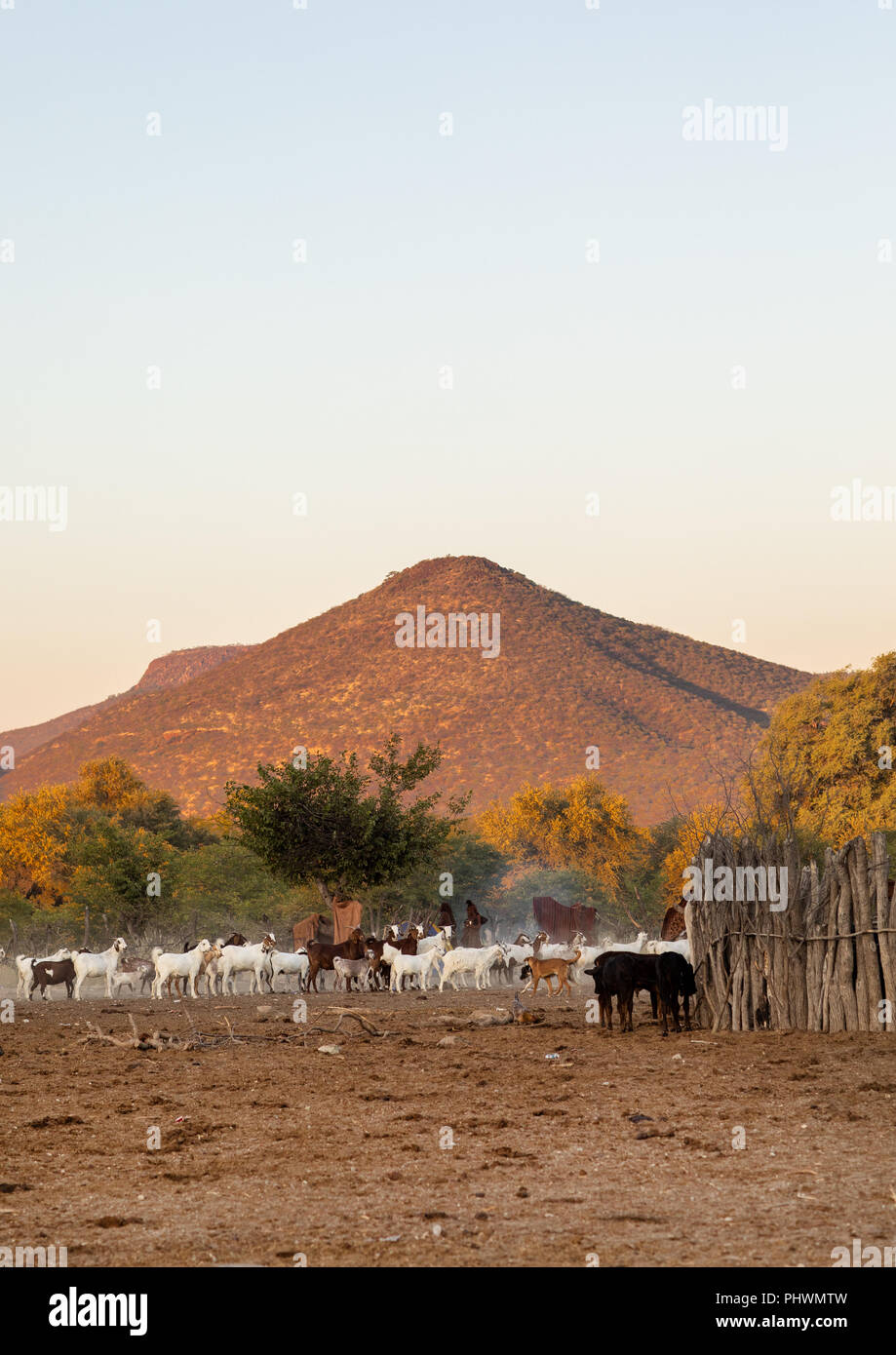 Himba Ziegen, Cunene Provinz, Oncocua, Angola Stockfoto