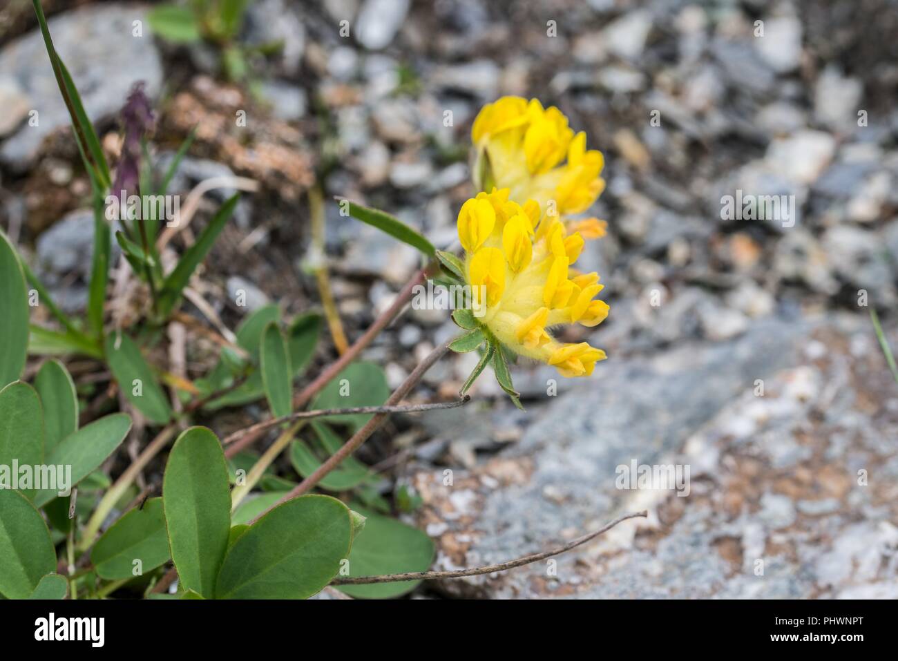 Woundwort in den Alpen, Österreich Stockfoto