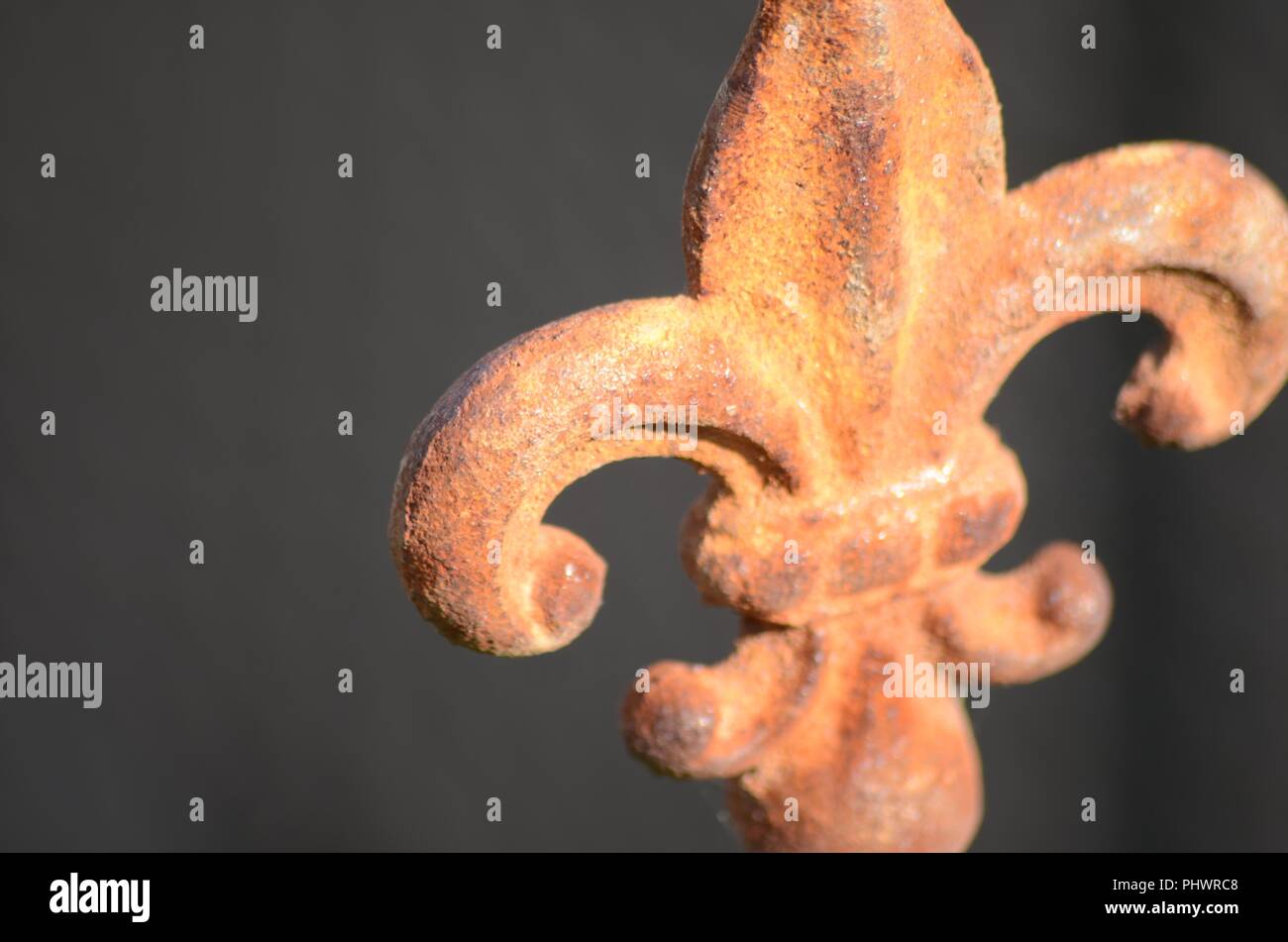 Rusty Lily mit schwarzem Hintergrund Stockfoto