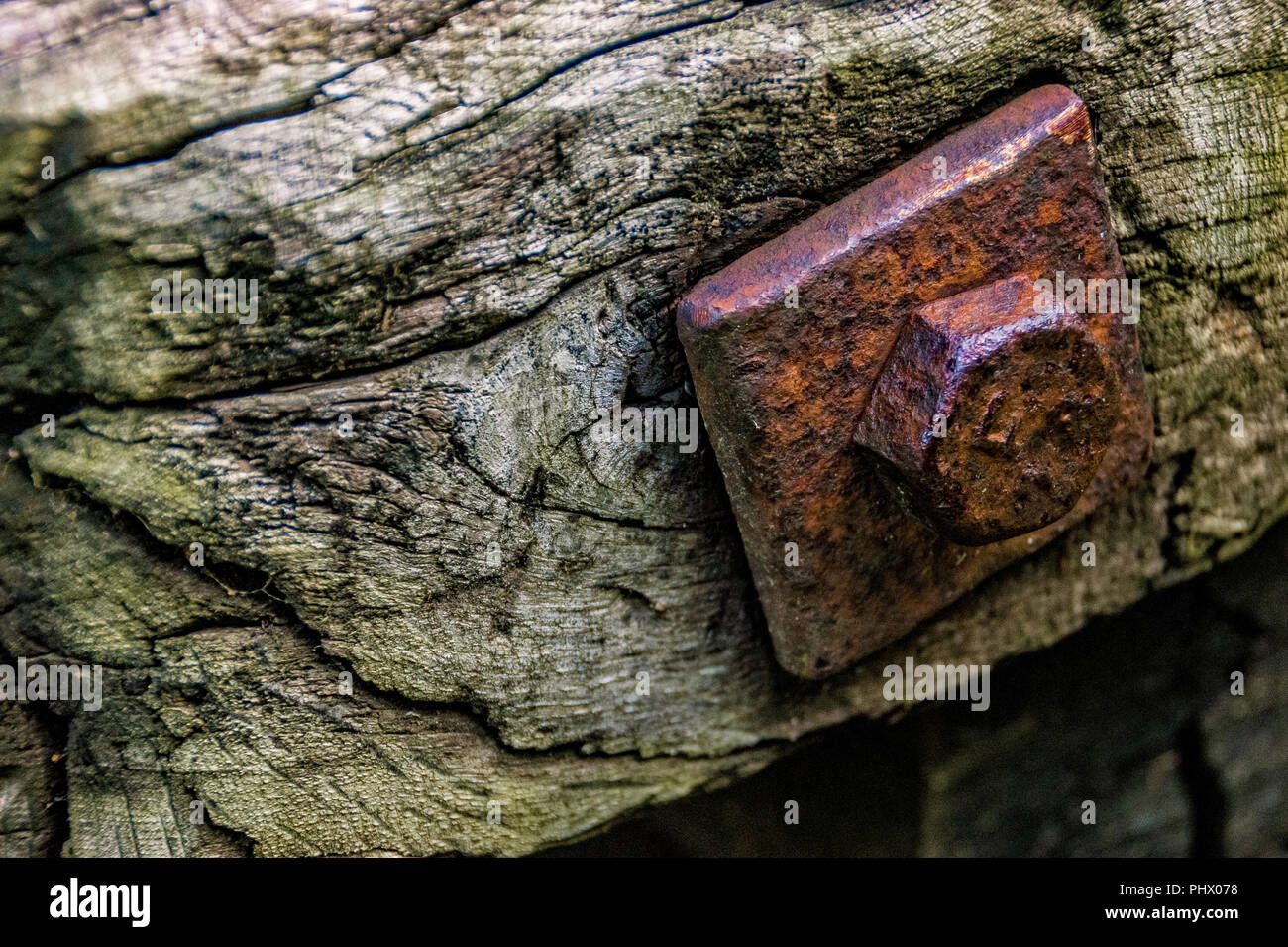Makrofotografie von altem Holz mit verrosteten Korn und Schraube Stockfoto
