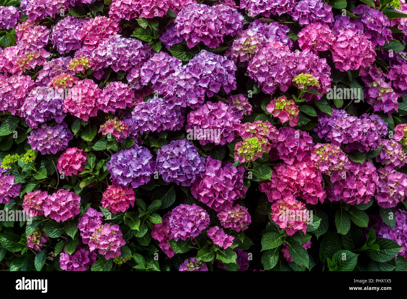 Bigleaf Hydrangea, Hydrangea macrophylla „Brunette“ Stockfoto