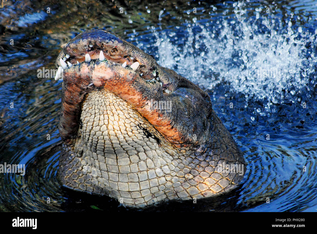 Dieses Alligator tatsächlich erhoben sich aus dem Wasser in die Everglades und brüllte, während Prügel sein Schwanz. Dieses ist, um einen Partner zu gewinnen. Stockfoto