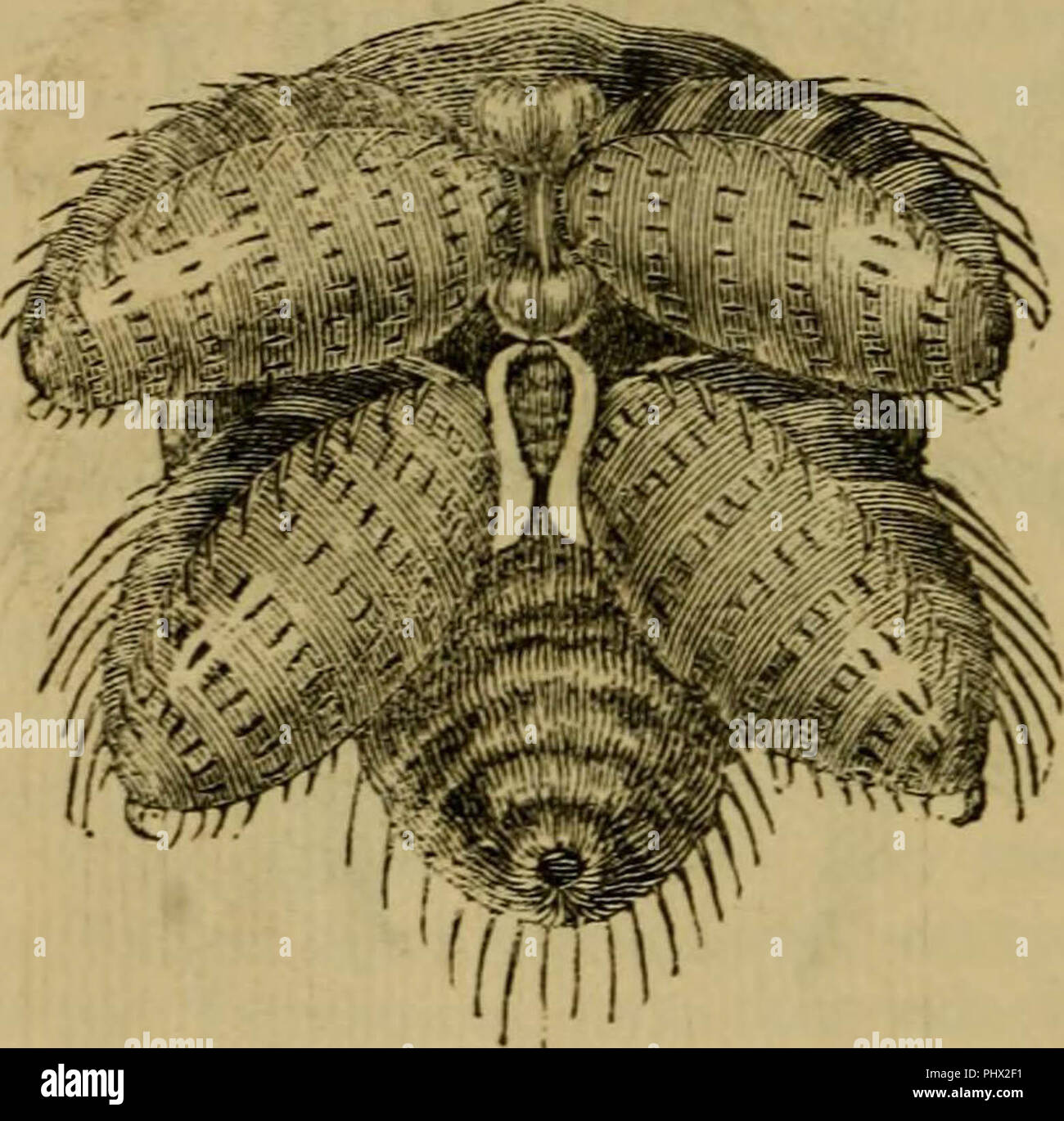 "Insekt Architektur: Zu denen hinzugefügt werden, miscellanies, auf die Verwüstungen, die Erhaltung für die Zwecke der Untersuchung und der Einstufung, der Insekten" (1845) Stockfoto