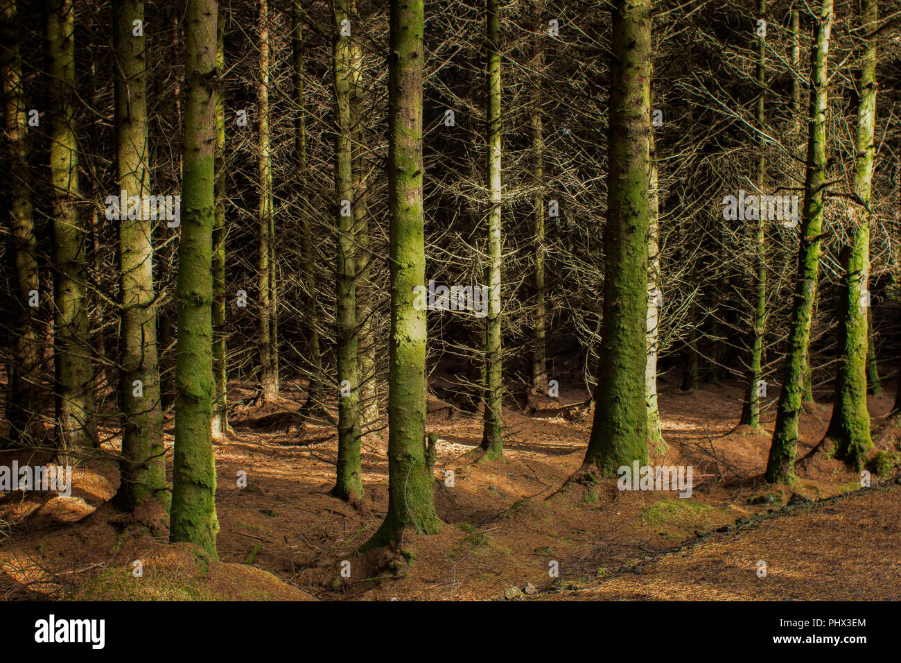 Scottish-Kiefernwald Stockfoto