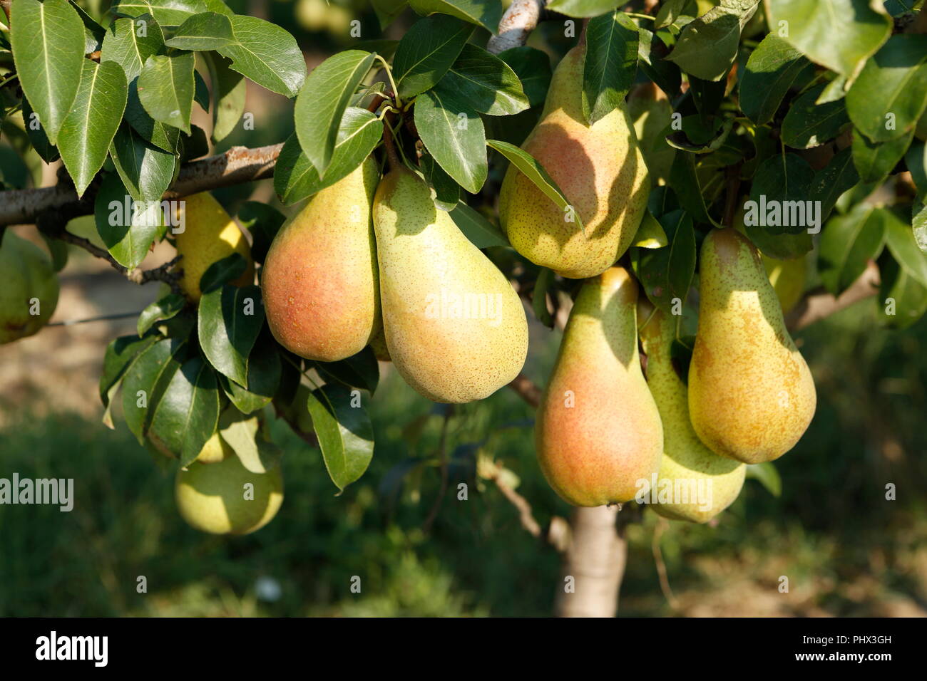 Mehr Birnen (Pyrus) auf den Baum, Porto Garibaldi, Emilia Romana, Ravenna, Italien Stockfoto