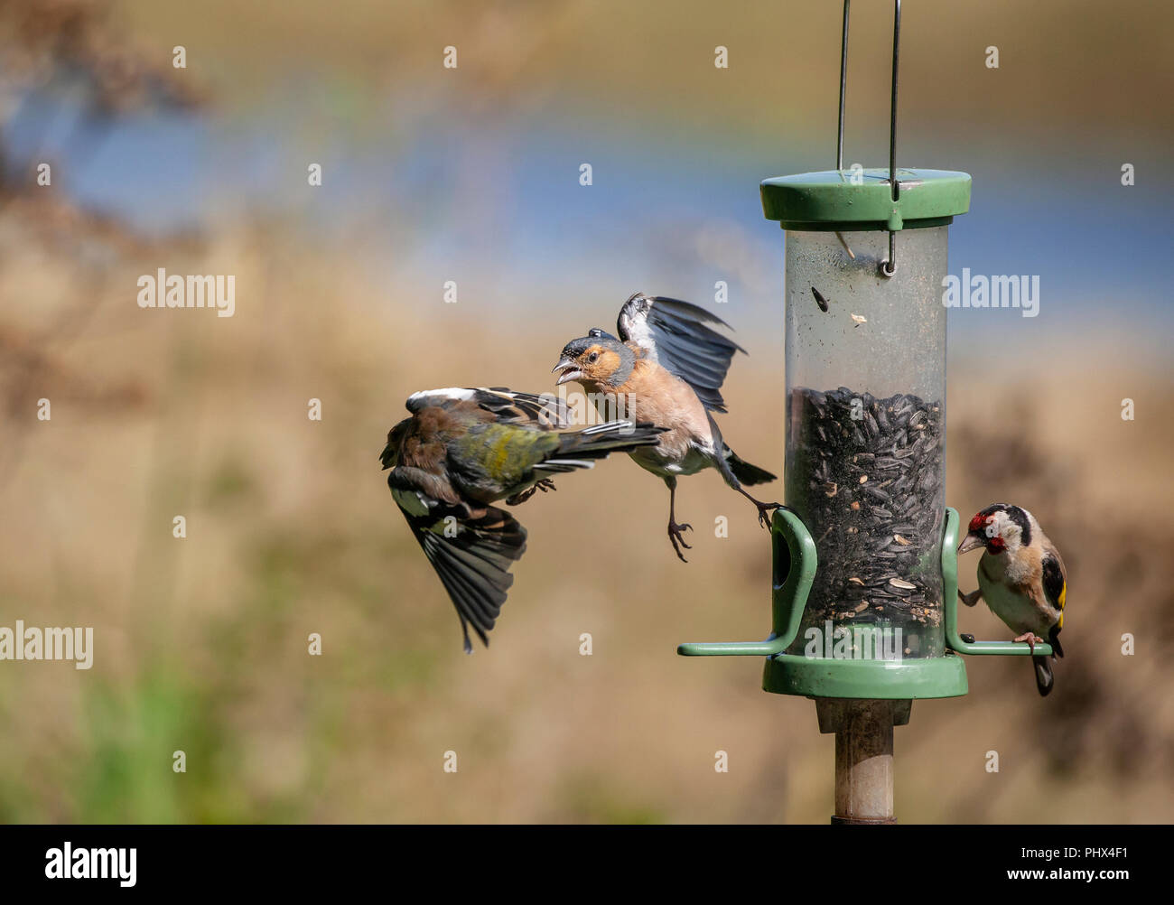 Vogelfutterdrama: Ein männlicher Chaffinch, Fringilla coelebs, jagt einen anderen, der einen Samen im Schnabel hat, während ein Goldfink auf der anderen Seite ernährt. Stockfoto