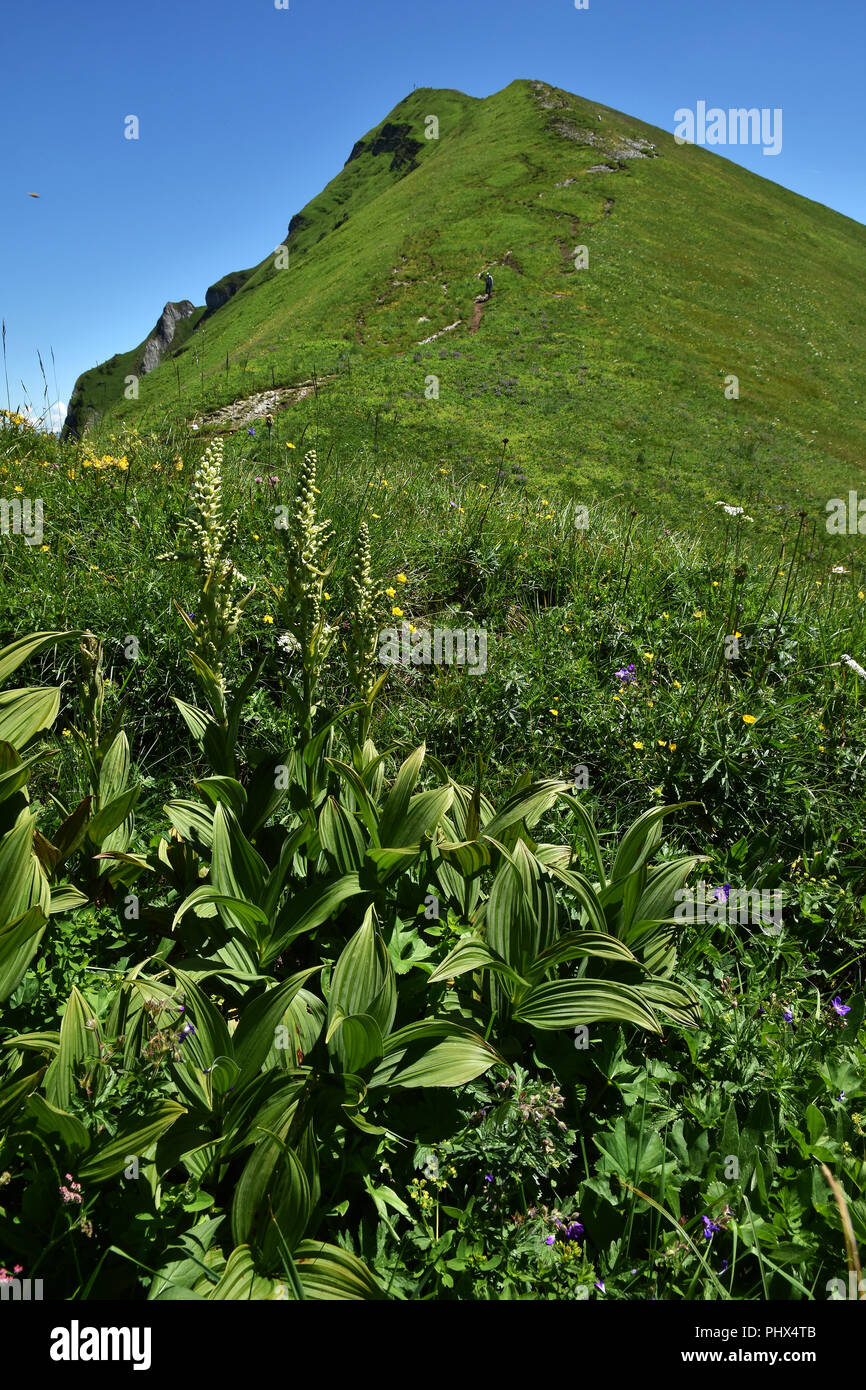 Weiß veratrum; Europäische Weißen Germer; Österreich; Alpen; Bregenzerwald; Stockfoto