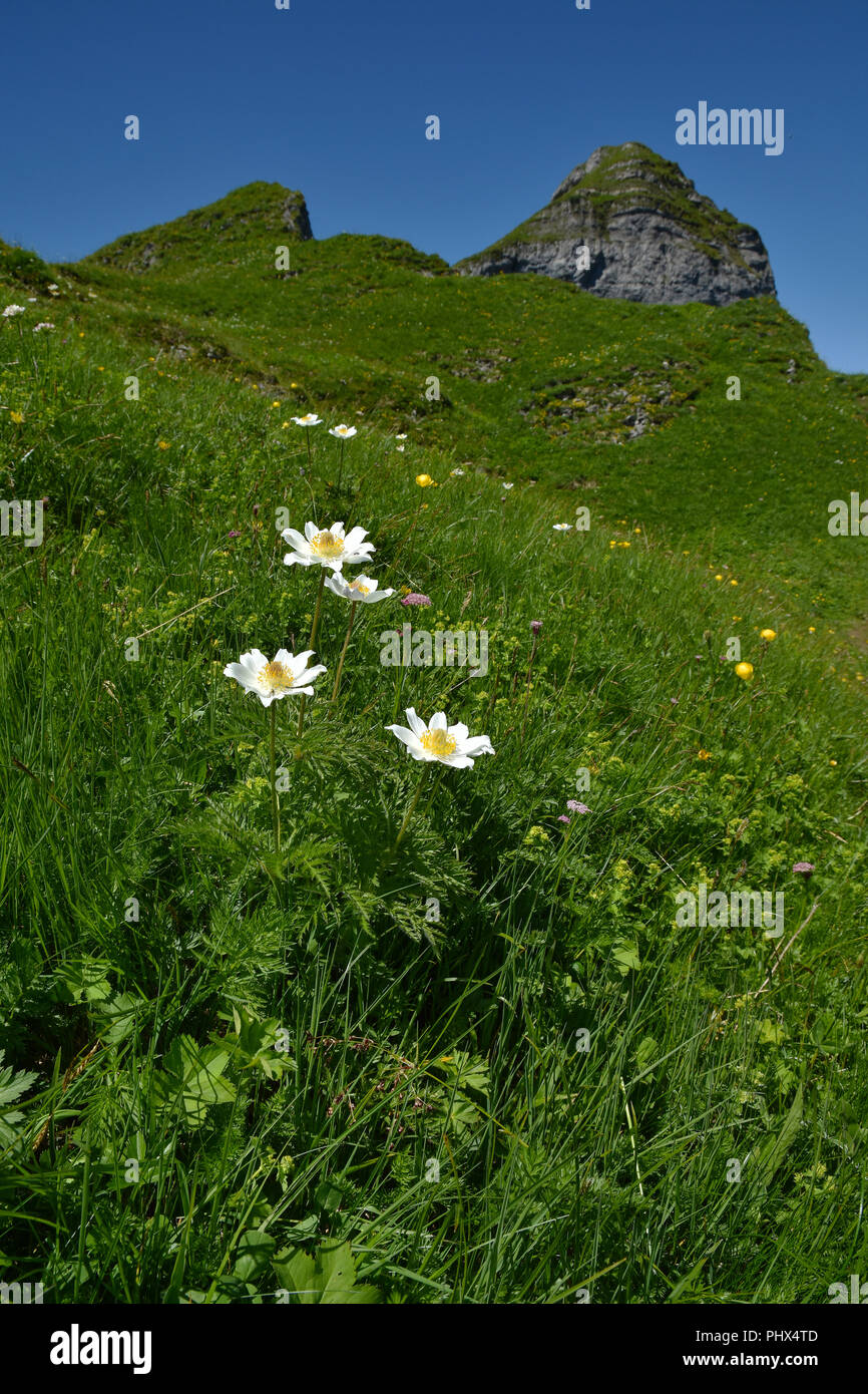Alpine Küchenschelle, alpin Anemone; Kanisfluh; Alpen; Österreich; Europa; Stockfoto