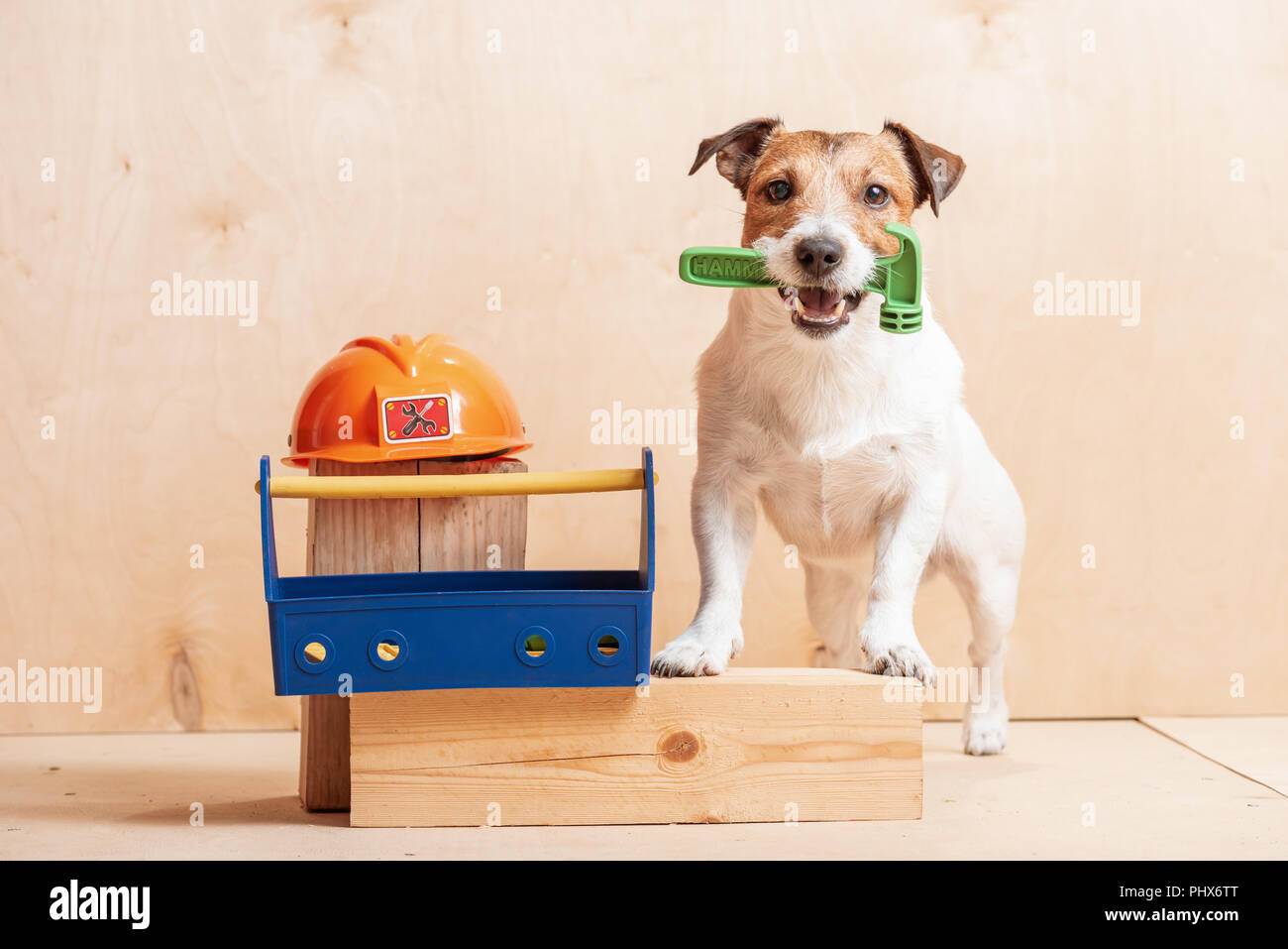 Hund so amüsant Builder holding Hammer im Mund in der Nähe von hardhat Stockfoto