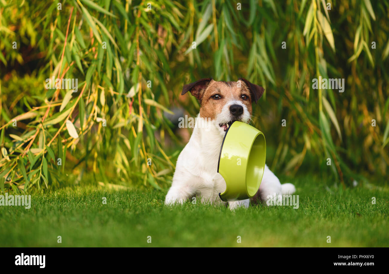 Hungrig hund Betteln Holding doggy Schüssel im Mund Stockfoto