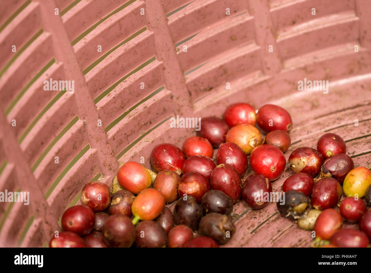 Vulkan Poas, Costa Rica, Mittelamerika. Kaffee Obst/Beeren/Kirschen in einen Korb. Jede Kirsche enthält zwei Samen. Stockfoto