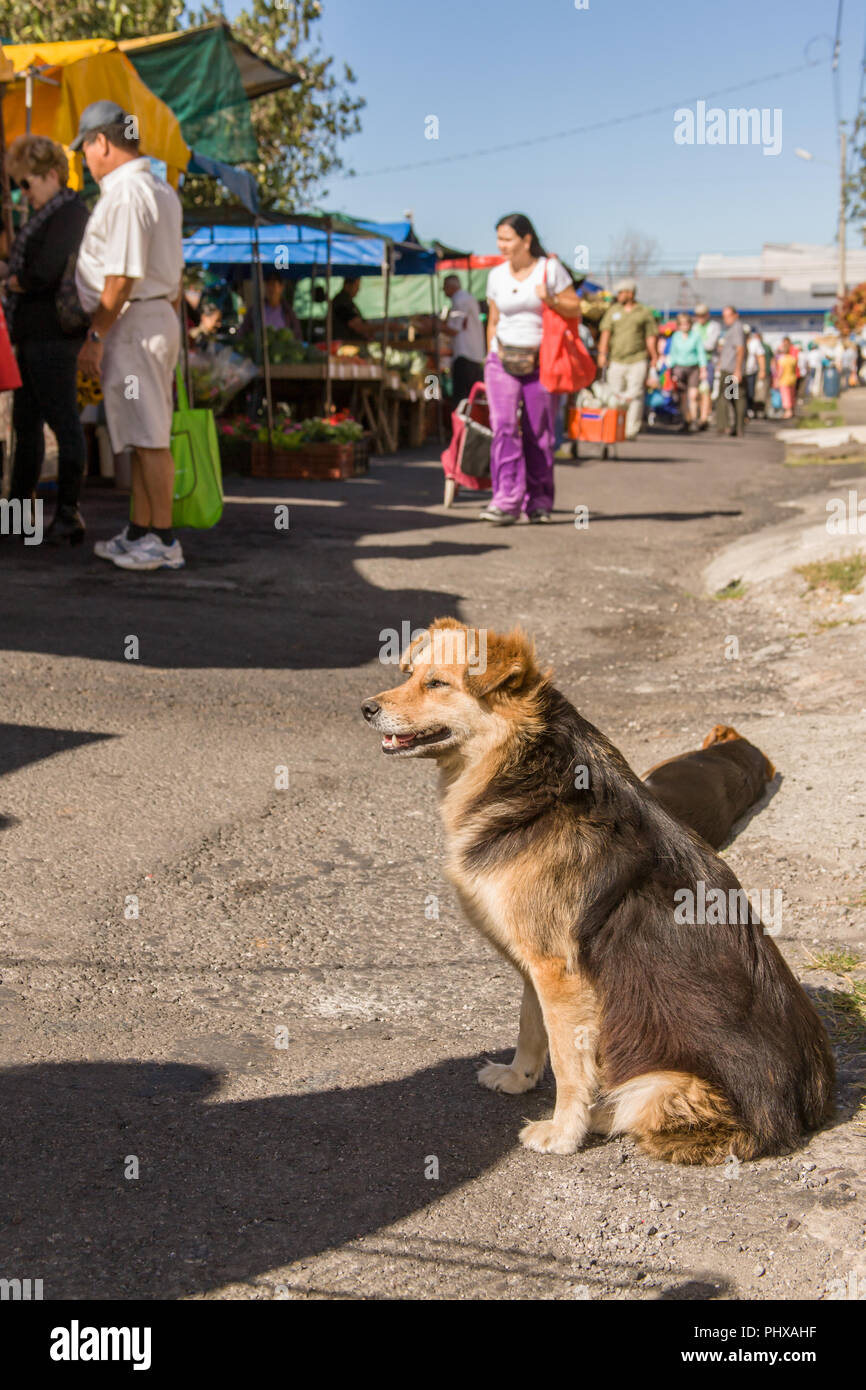La Garita, Costa Rica. Hund warten, seinen Meister, den Einkauf bei der Bauernmarkt ist. (Für die redaktionelle Nutzung) Stockfoto