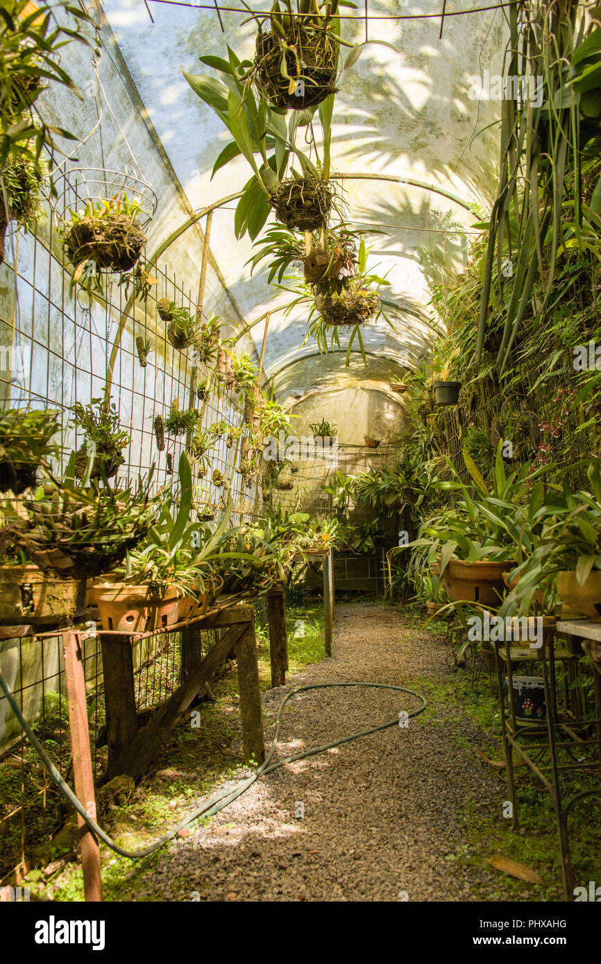 La Garita, Costa Rica. Villa Catalina Botanical Orchid Garden kommerziellen Gewächshaus. (Für die redaktionelle Nutzung) Stockfoto