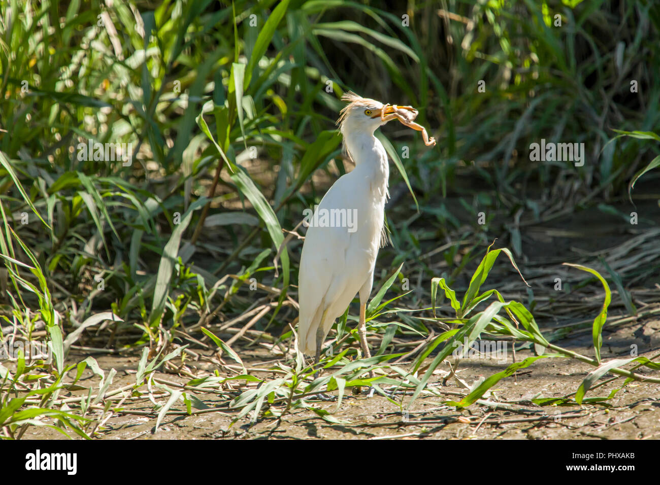 Kuhreiher (Bubulcus ibis) Essen ein Frosch, eine Bootsfahrt auf der Tempisque River in Palo Verde Nationalpark gesehen, Costa Rica Stockfoto Kuhreiher (Bubulcus ibis) Essen ein Frosch, eine Bootsfahrt auf der Tempisque River in Palo Verde Nationalpark gesehen, Costa Rica Stockfoto