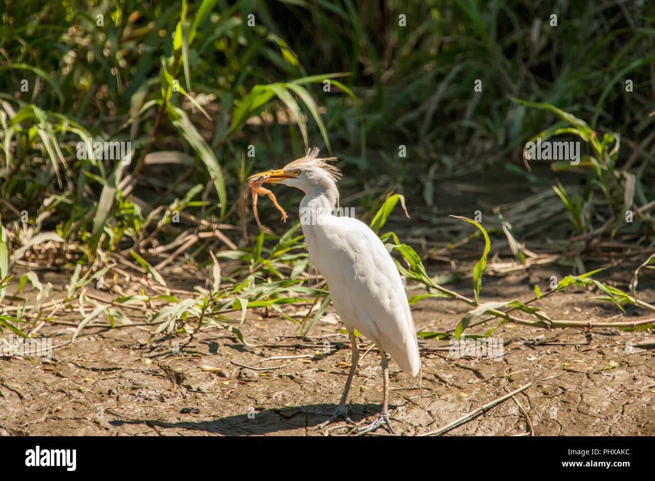 Kuhreiher (Bubulcus ibis) Essen ein Frosch, eine Bootsfahrt auf der Tempisque River in Palo Verde Nationalpark gesehen, Costa Rica Stockfoto