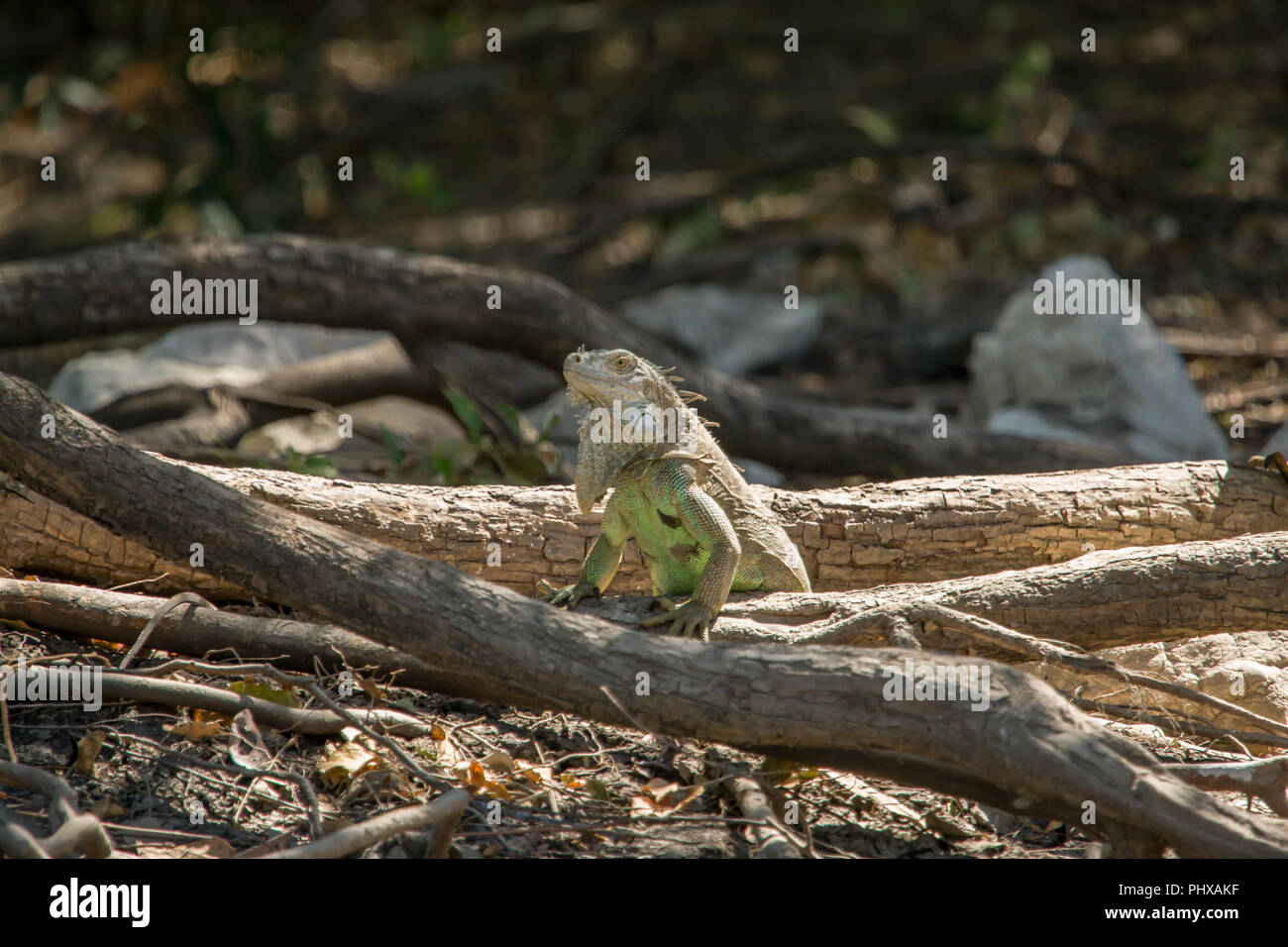 Nationalpark Palo Verde, Costa Rica, Mittelamerika. Grüner Leguan (Iguana iguana) neben der Tempisque River Stockfoto