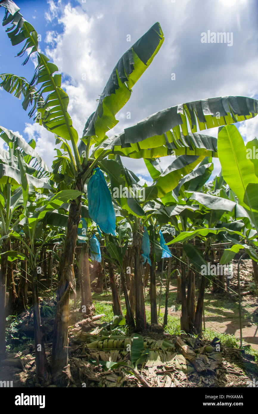 In der Nähe von Tortuguero National Park, Costa Rica, Mittelamerika. Banane Bäume mit einem Kunststoff Banane Bündel Tasche über die Bananen, die oft getränkt sind Stockfoto