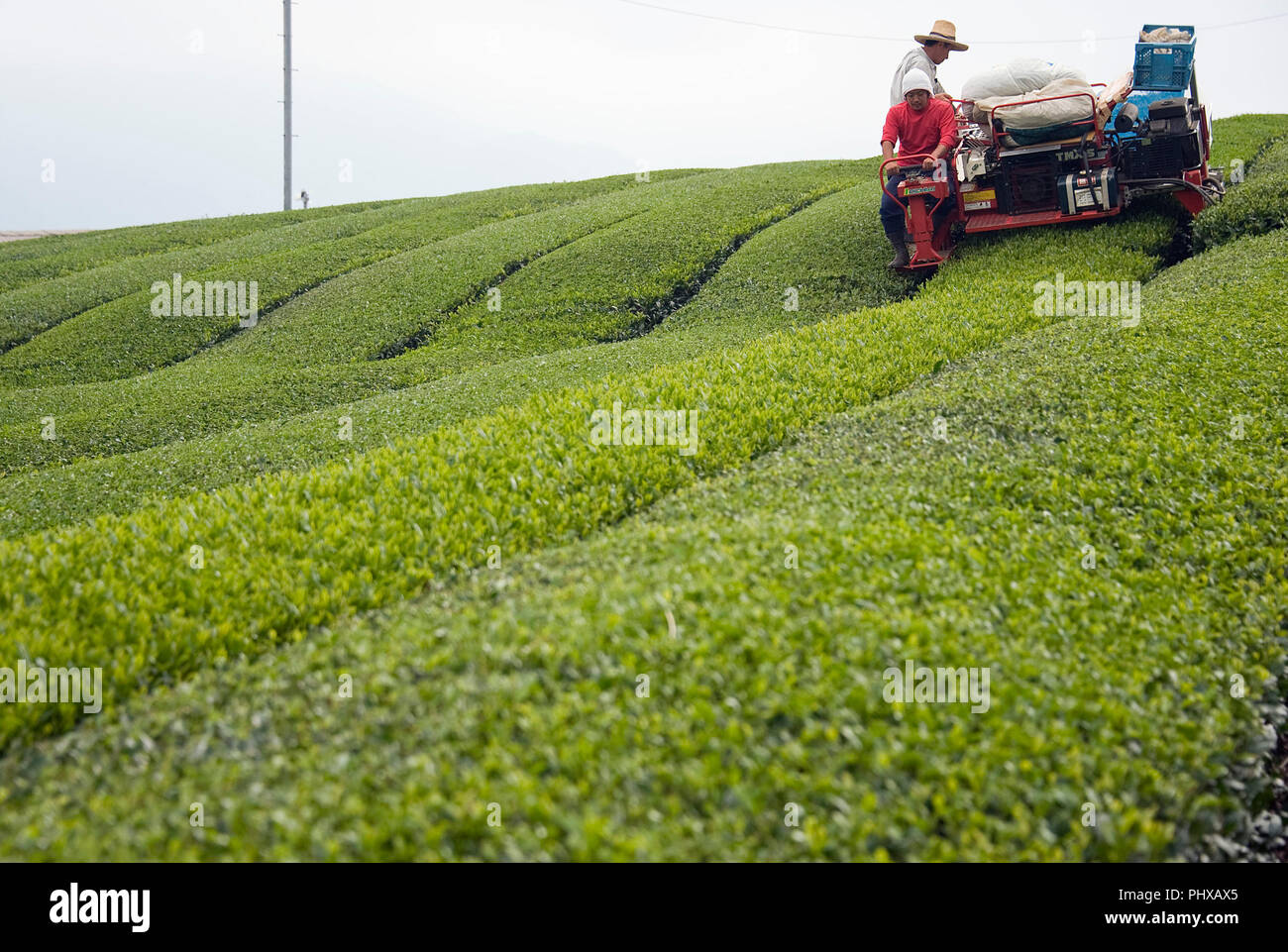 Kaffee Anbauer Kazuaki Matsunaga und sein Sohn Eiji Ernte Tee Blätter an der Teeplantagen von der bergigen Region Stadt Shizuoka, Shizuoka Präfekt Stockfoto