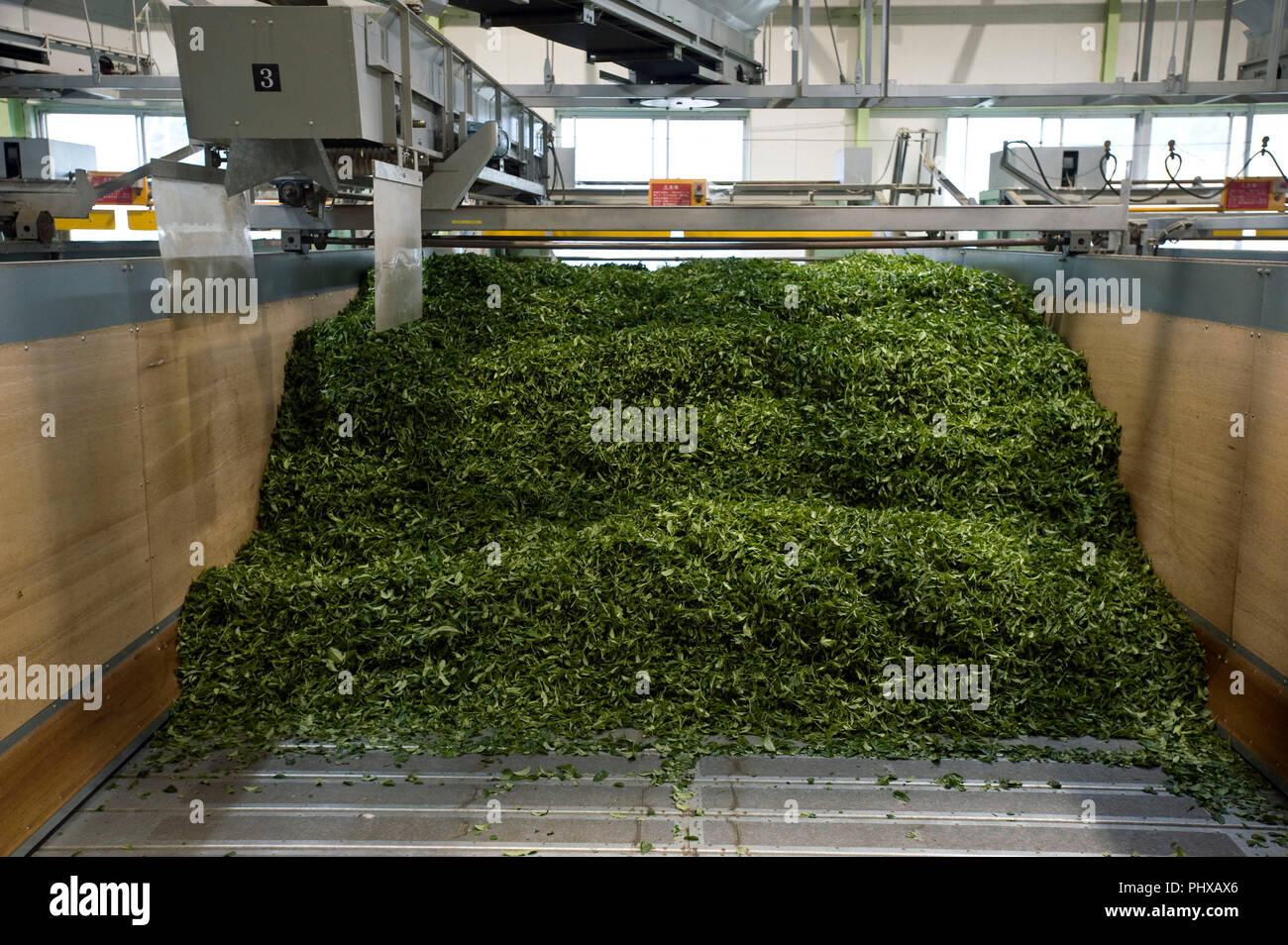 Geernteten Teeblätter sind mechanisch in die Container für die erste Phase der Trocknung bei Sauber Kaffee Matsuno in Shizuoka, Shizuoka Prefecture, Jap hinterlegt Stockfoto