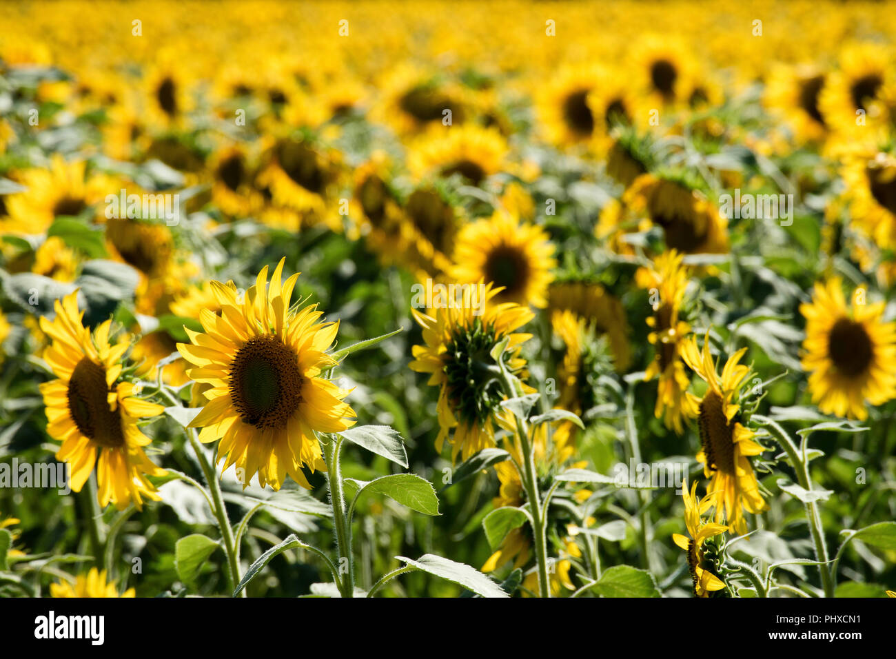 Sonnenblumen reifen in Varen, Tarn-et-Garonne, Royal, Frankreich, Europa im Sommer Stockfoto