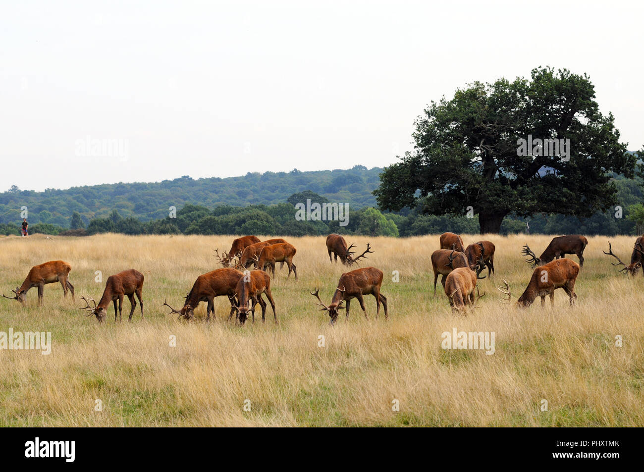 London, UK, 3. September 2018 Red Deer in der Sonne wie das warme Wetter nach dem Wochenende fort. Credit: JOHNNY ARMSTEAD/Alamy leben Nachrichten Stockfoto