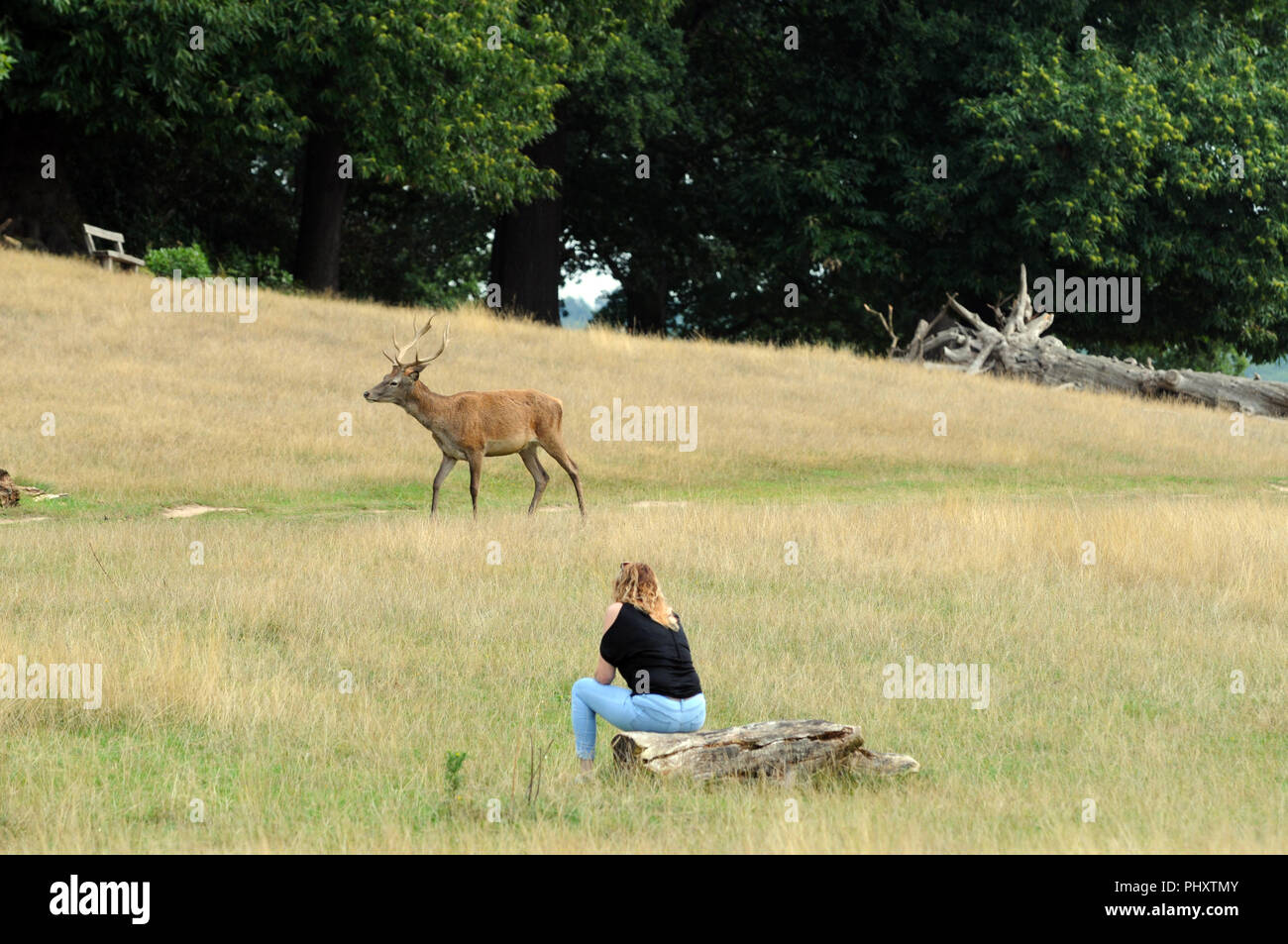 London, UK, 3. September 2018 Red Deer in der Sonne wie das warme Wetter nach dem Wochenende fort. Credit: JOHNNY ARMSTEAD/Alamy leben Nachrichten Stockfoto