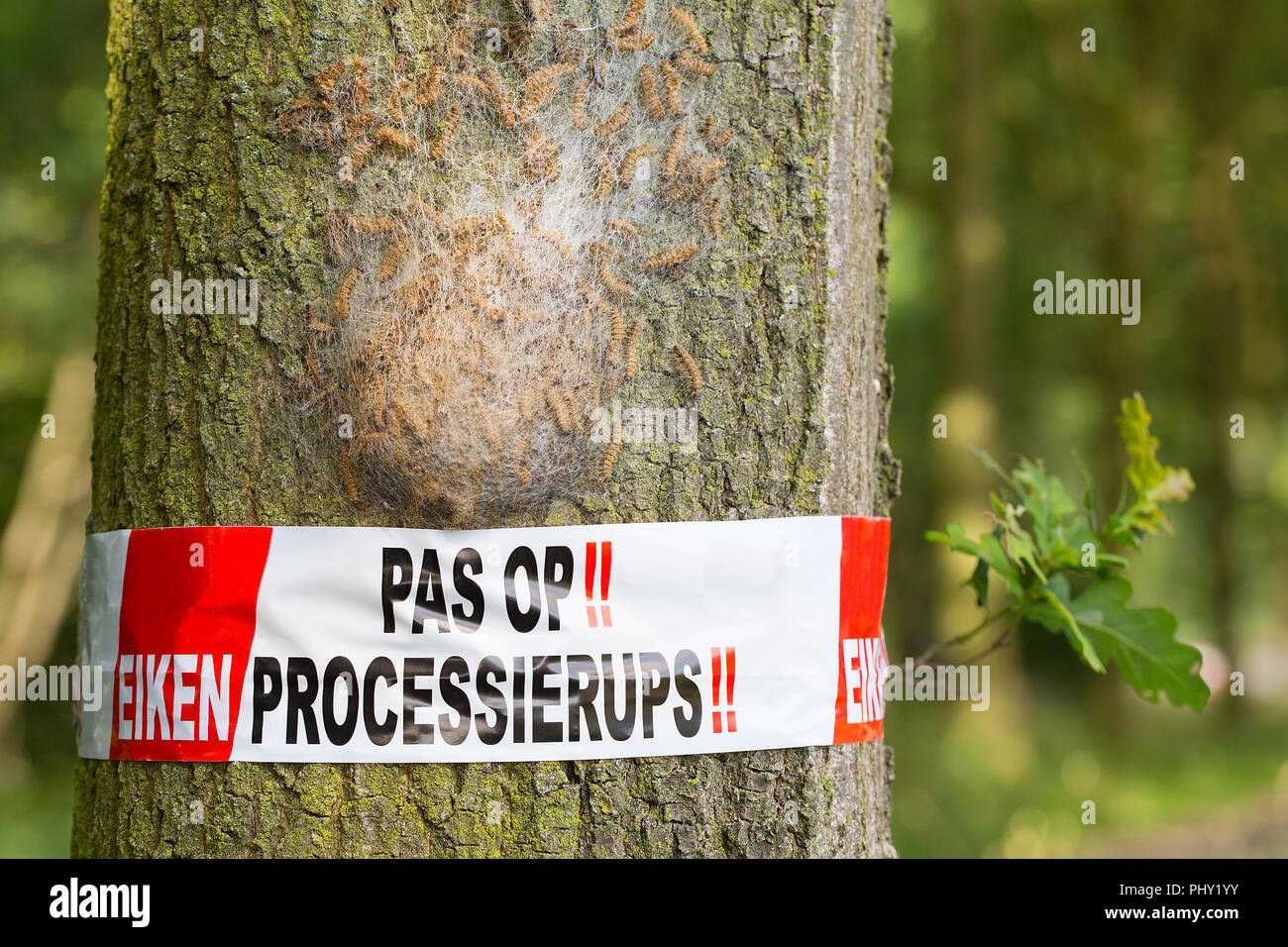 Vorsicht eiche Prozession Raupen Web in den Niederlanden Stockfoto