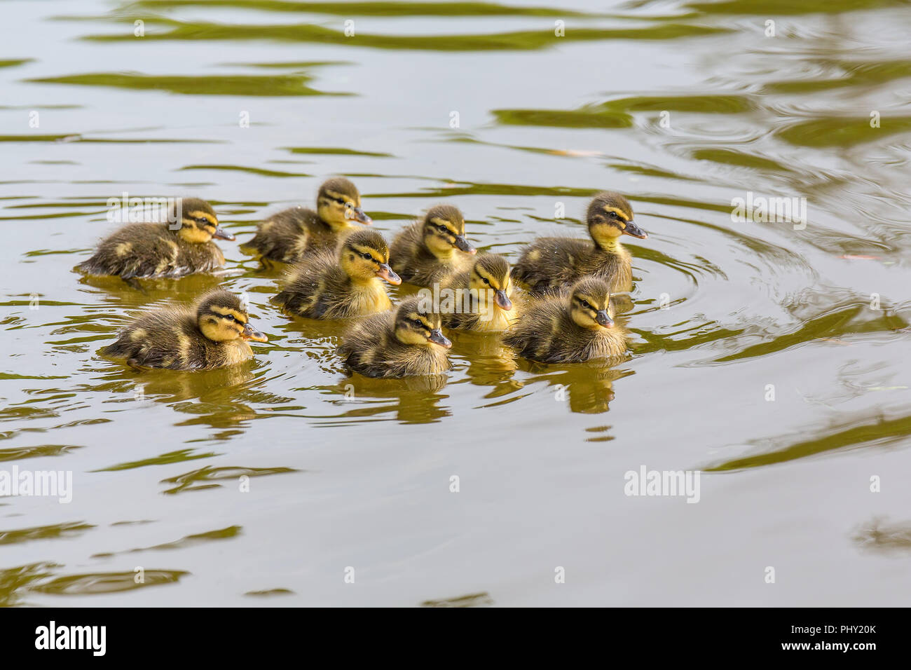 Neugeborene wild Entenküken schwimmen im Wasser der niederländischen Teich Stockfoto