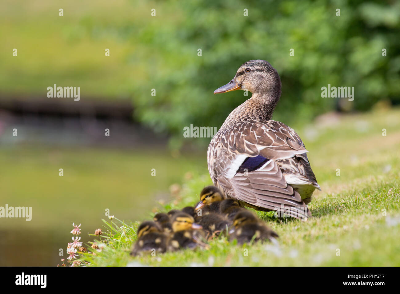 Mutter Ente wacht über ihre jungen Entenküken Stockfoto