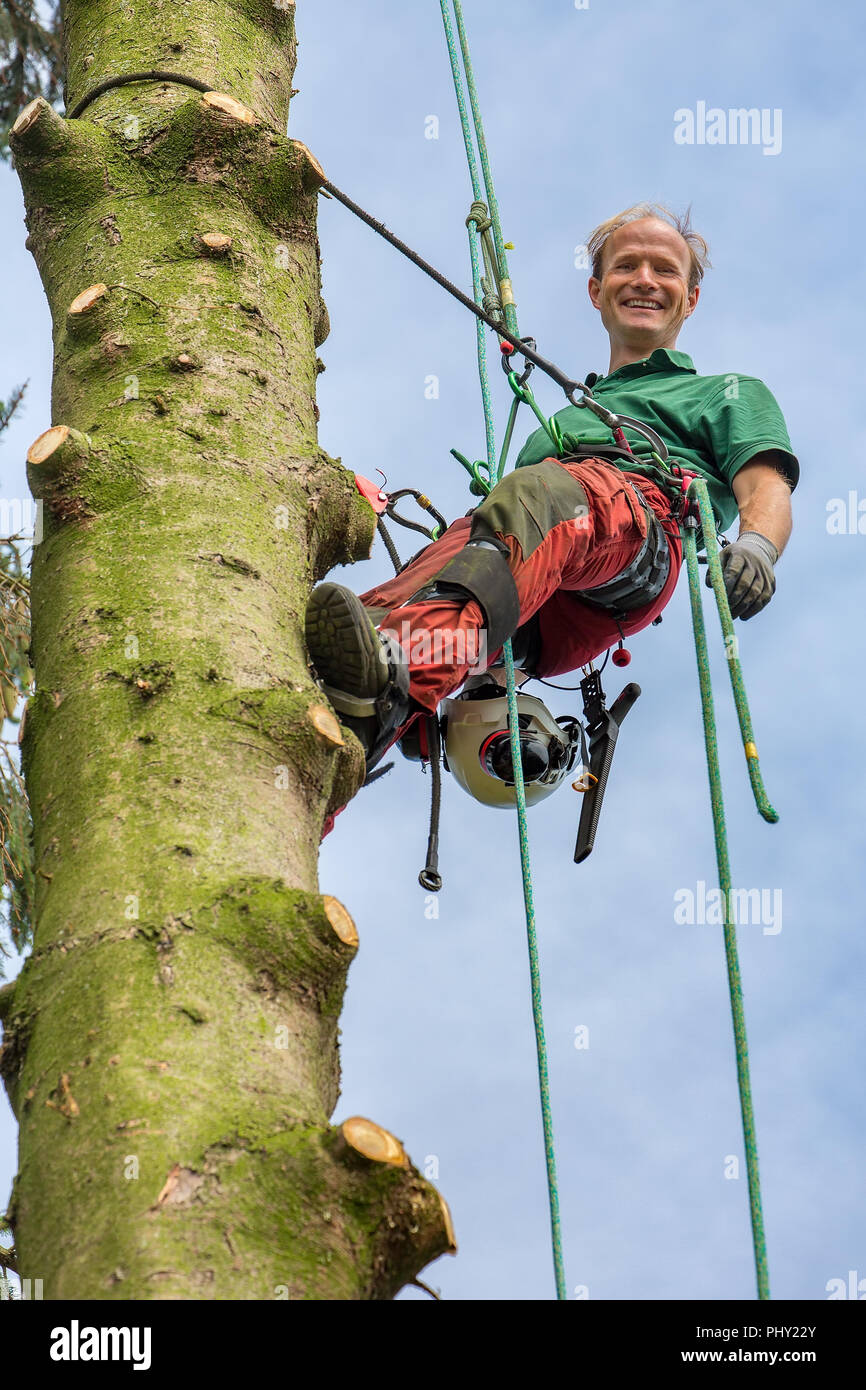 Niederländische männlicher Baum expert Klettern mit Seil im Baum Stockfoto