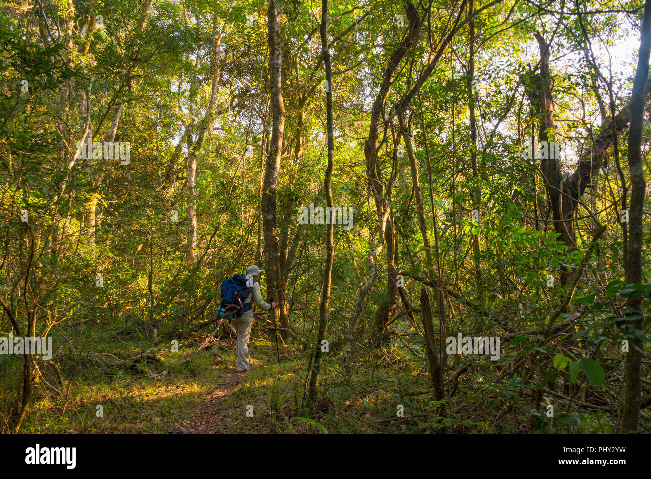 Ein Wanderer auf dem Turaco Trail im Nyanga Nationalpark, Simbabwe. Stockfoto