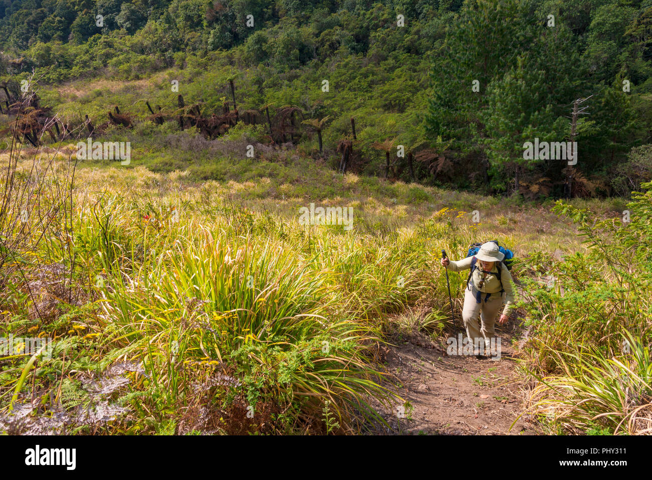 Ein Wanderer auf dem Turaco Trail im Nyanga Nationalpark, Simbabwe. Stockfoto